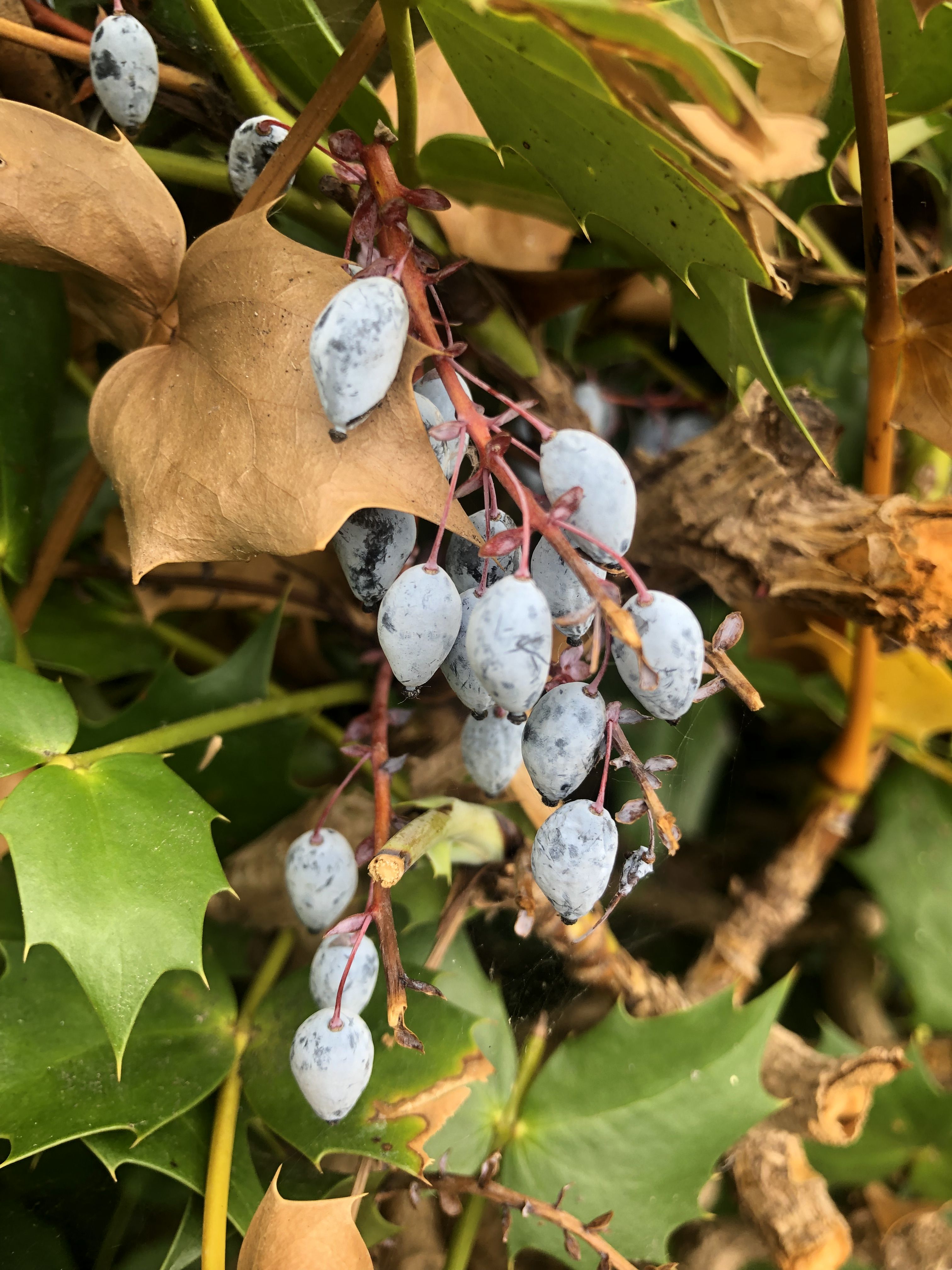 Photo of mahonia berries
