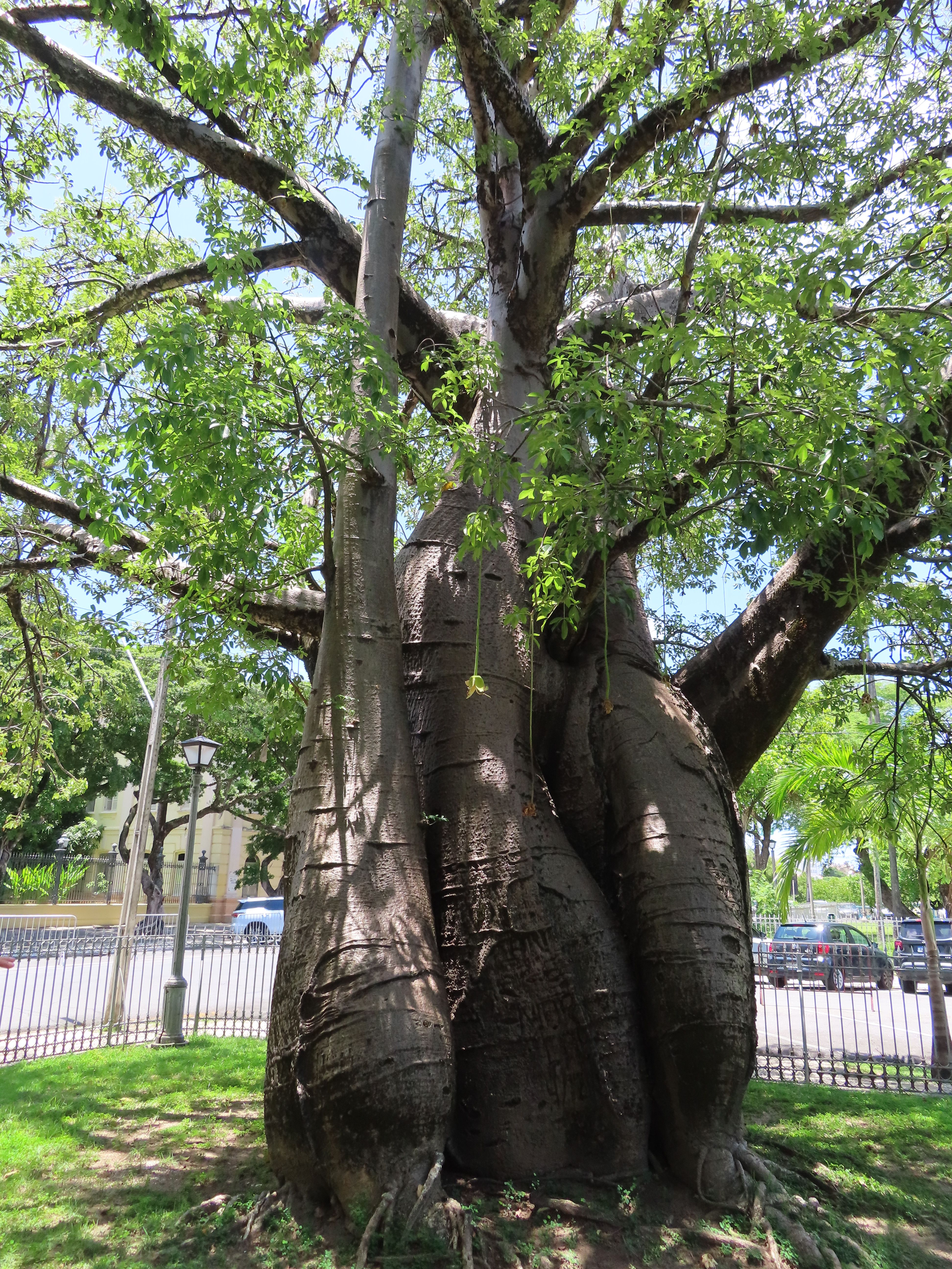 Photo of baobab tree