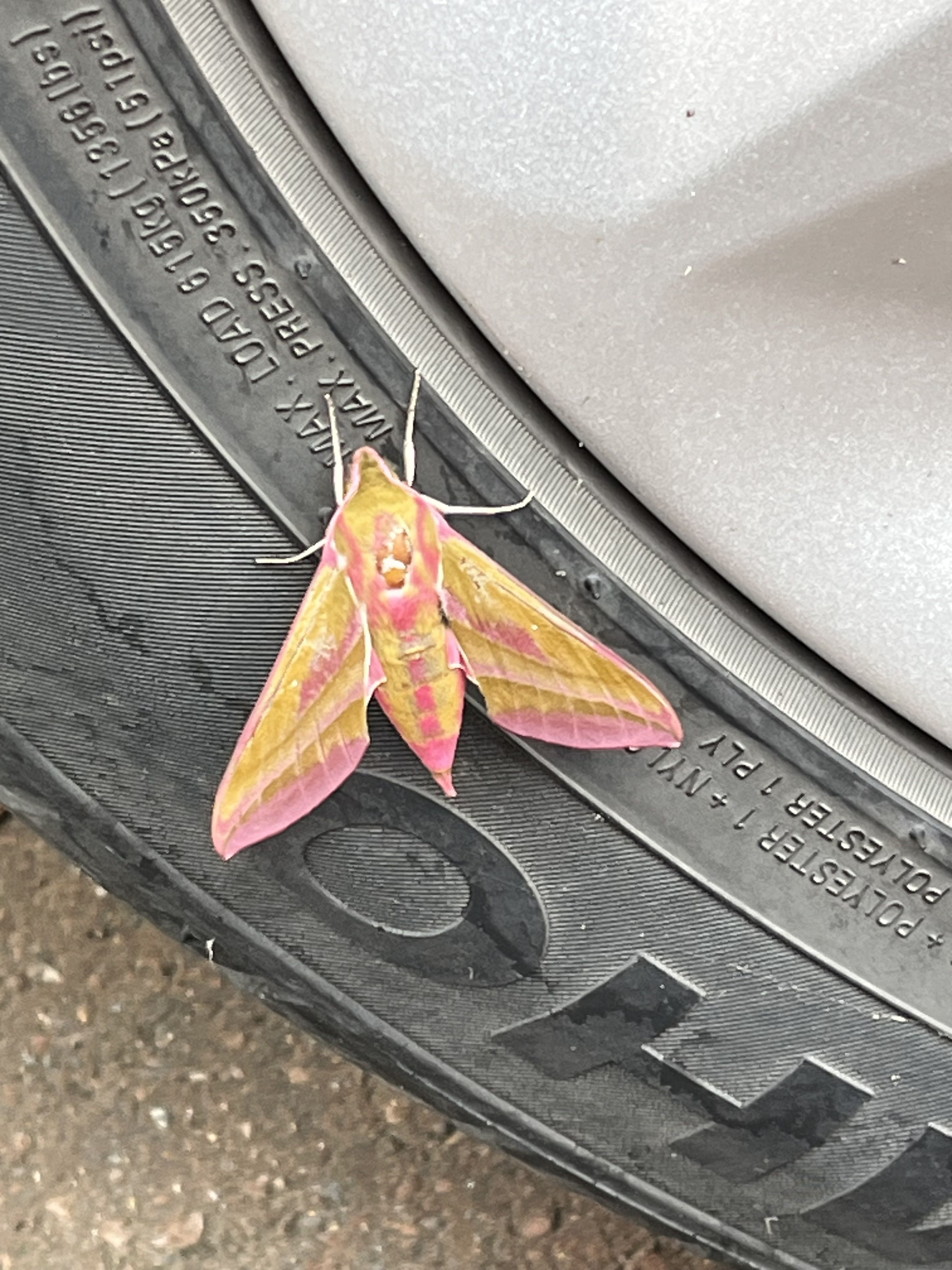 Photo of a yellow and pink moth