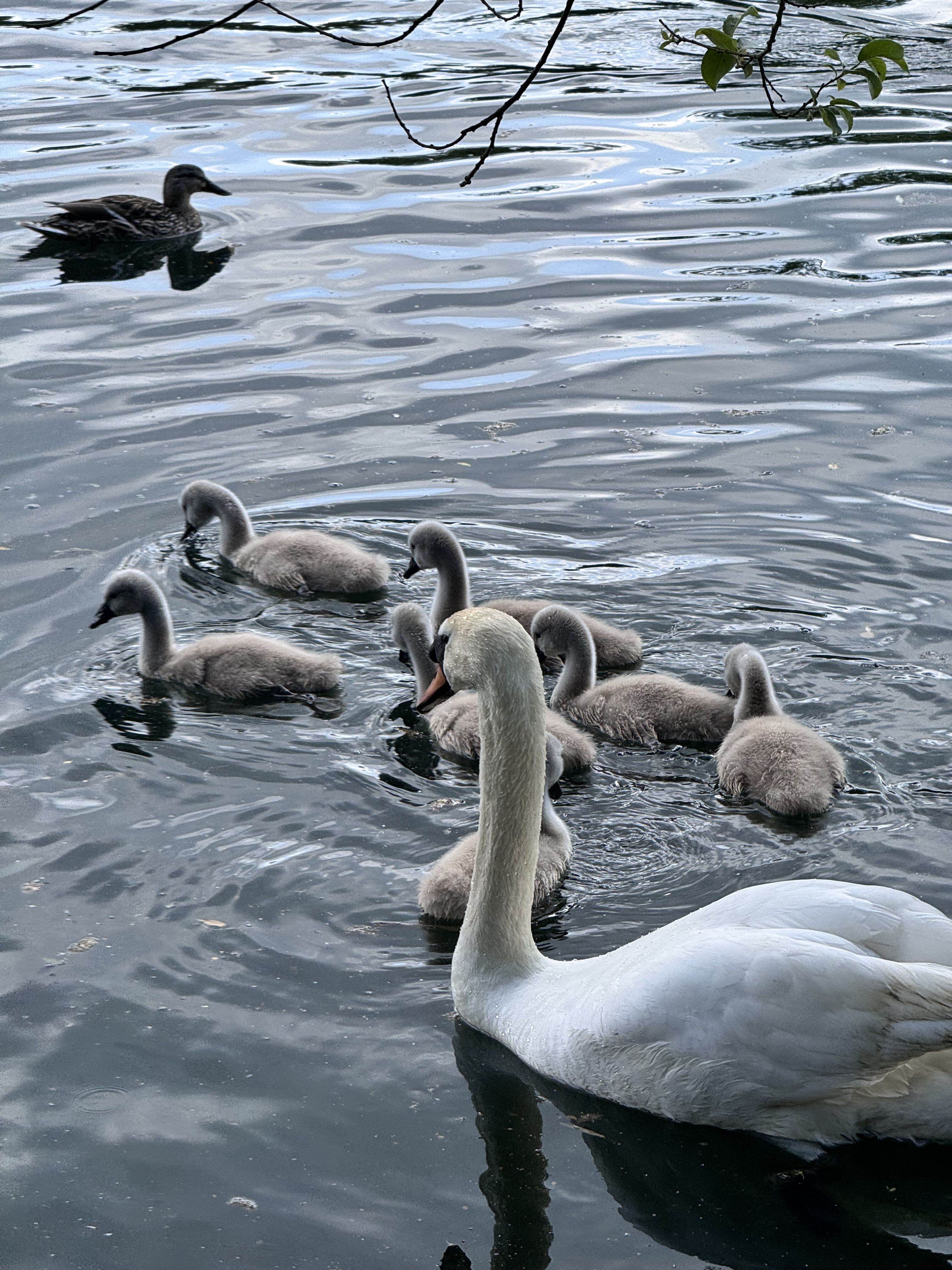 Photo of a swan with cygnets