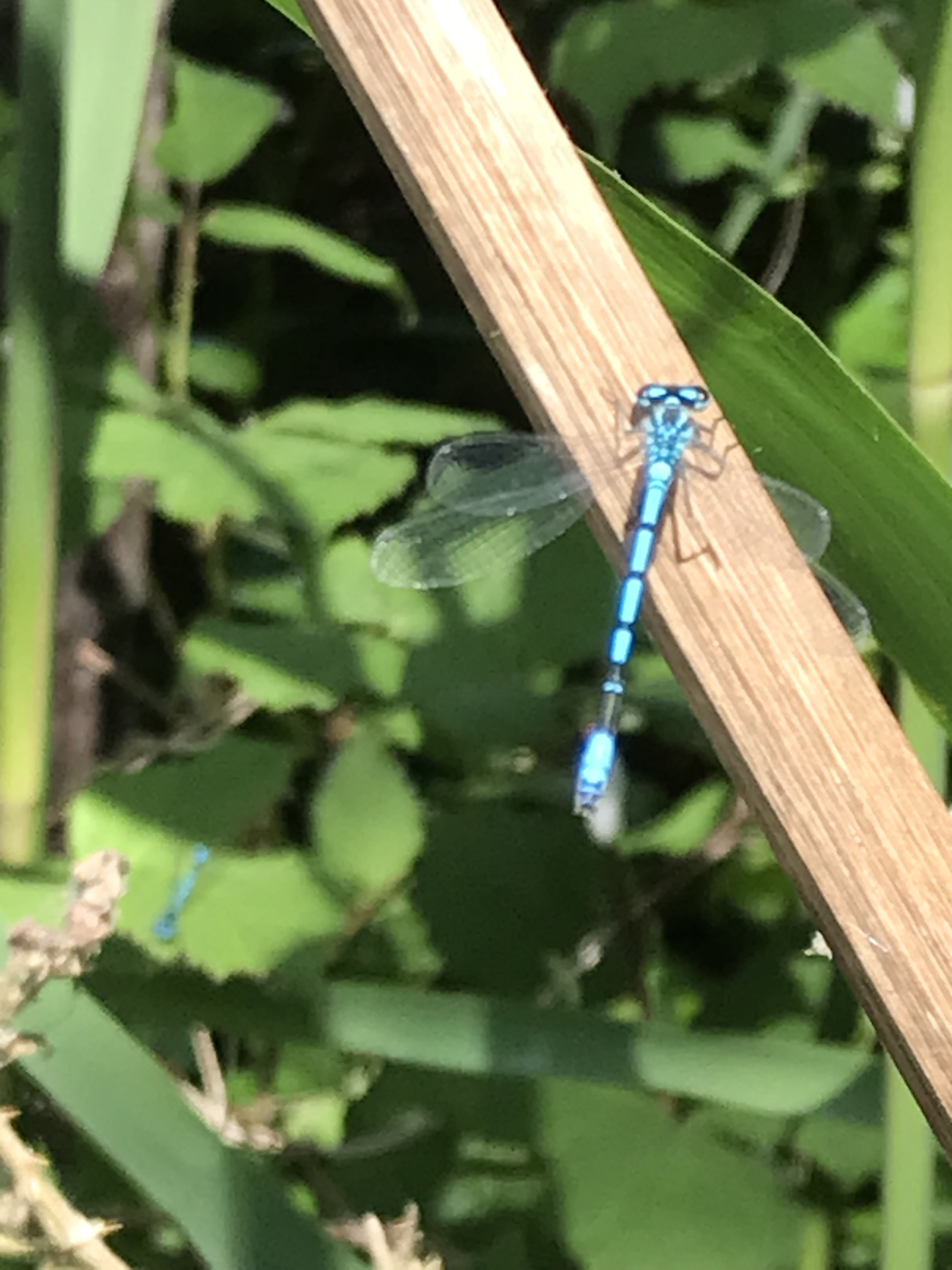 Photo of a damselfly