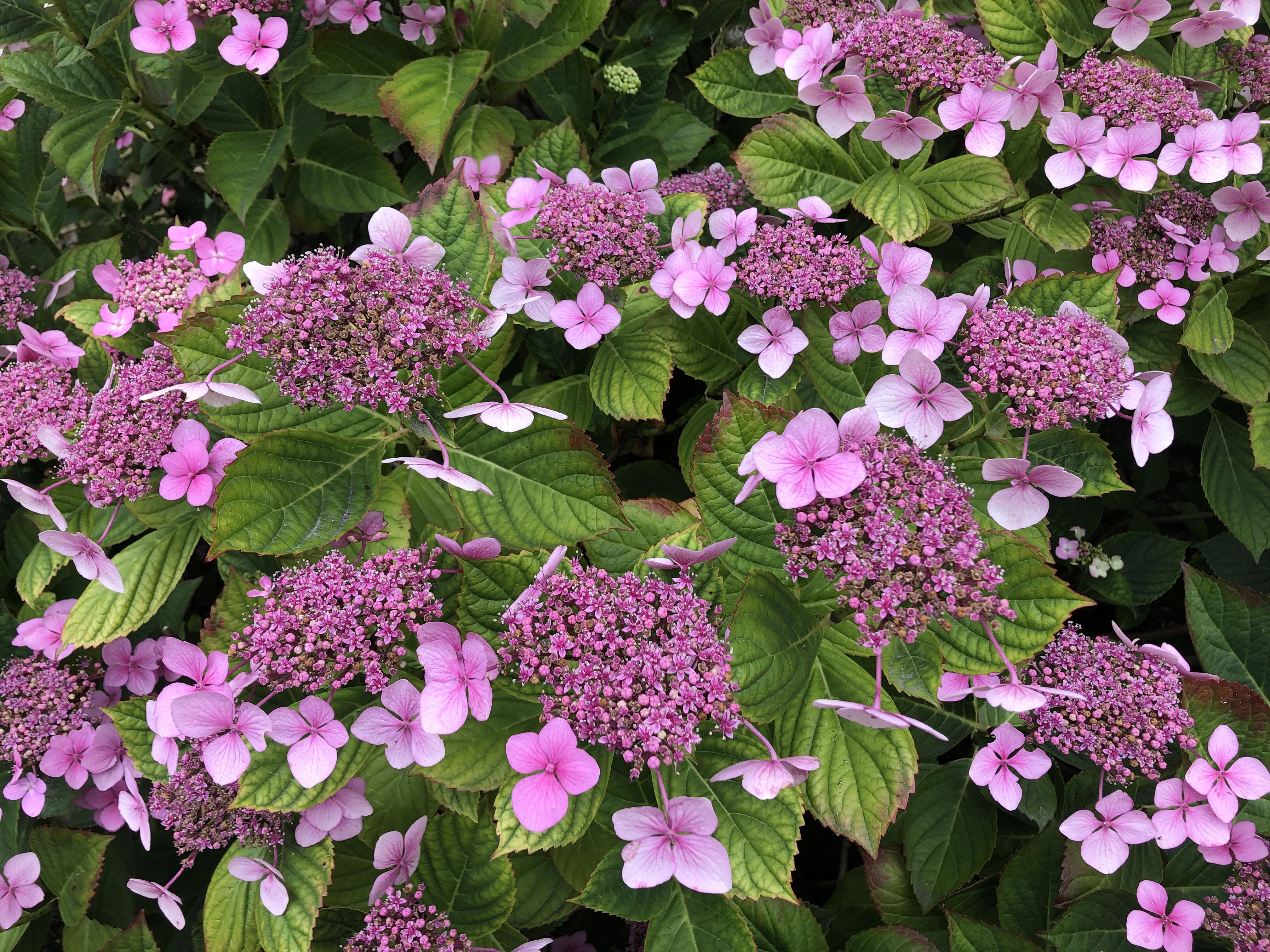 Photo of a hydrangea