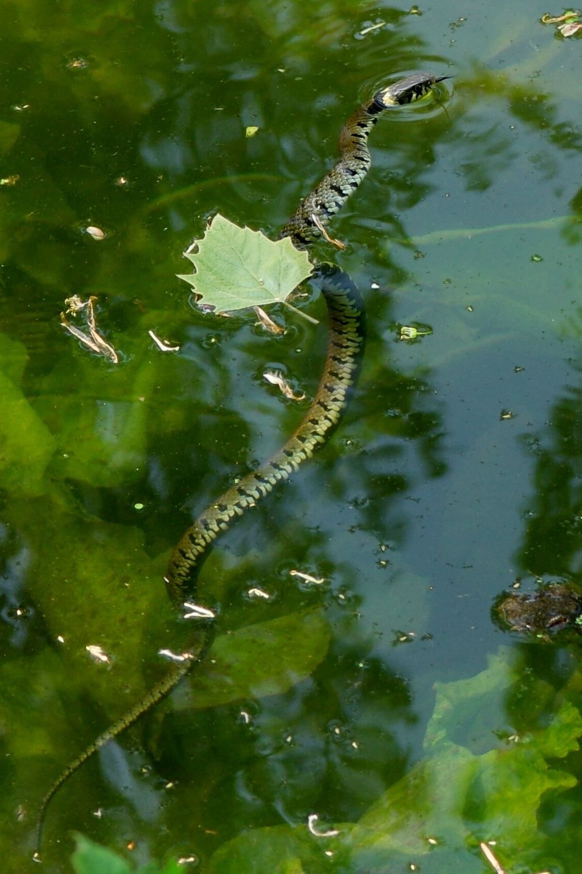 Photo of a swimming snake