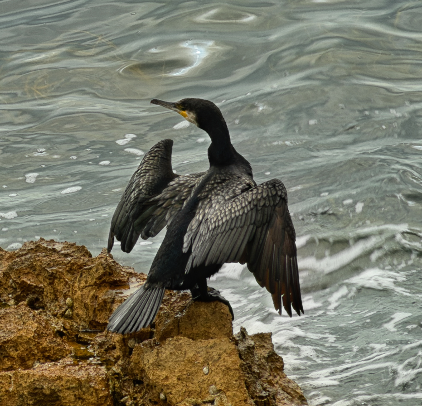 Photo of a cormorant