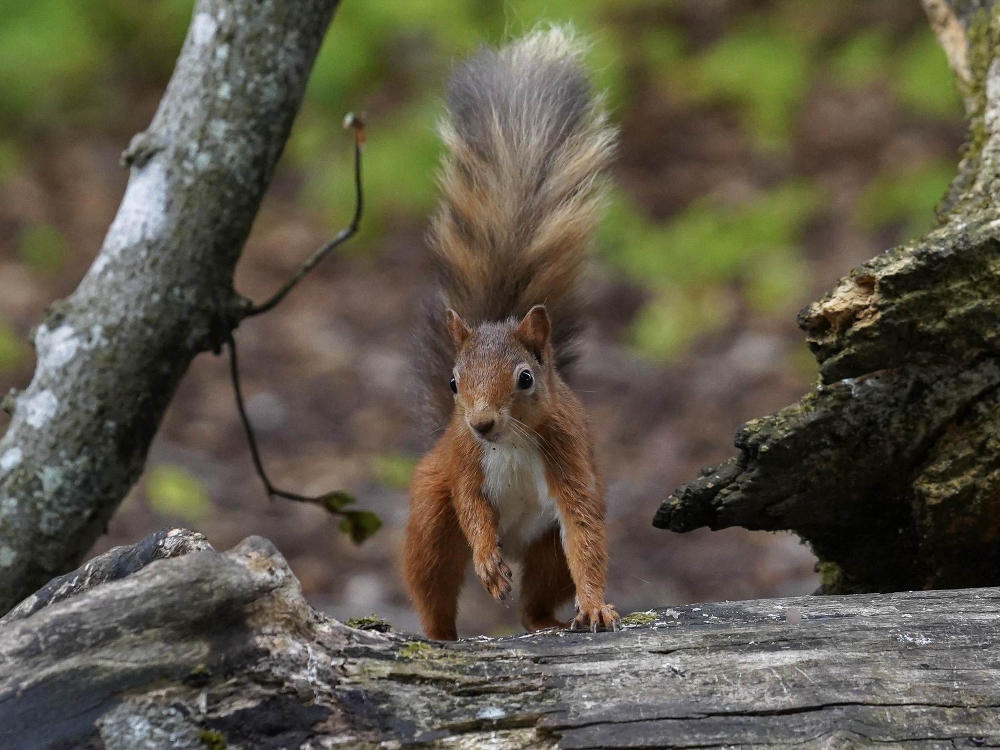 Photo of a red squirrel