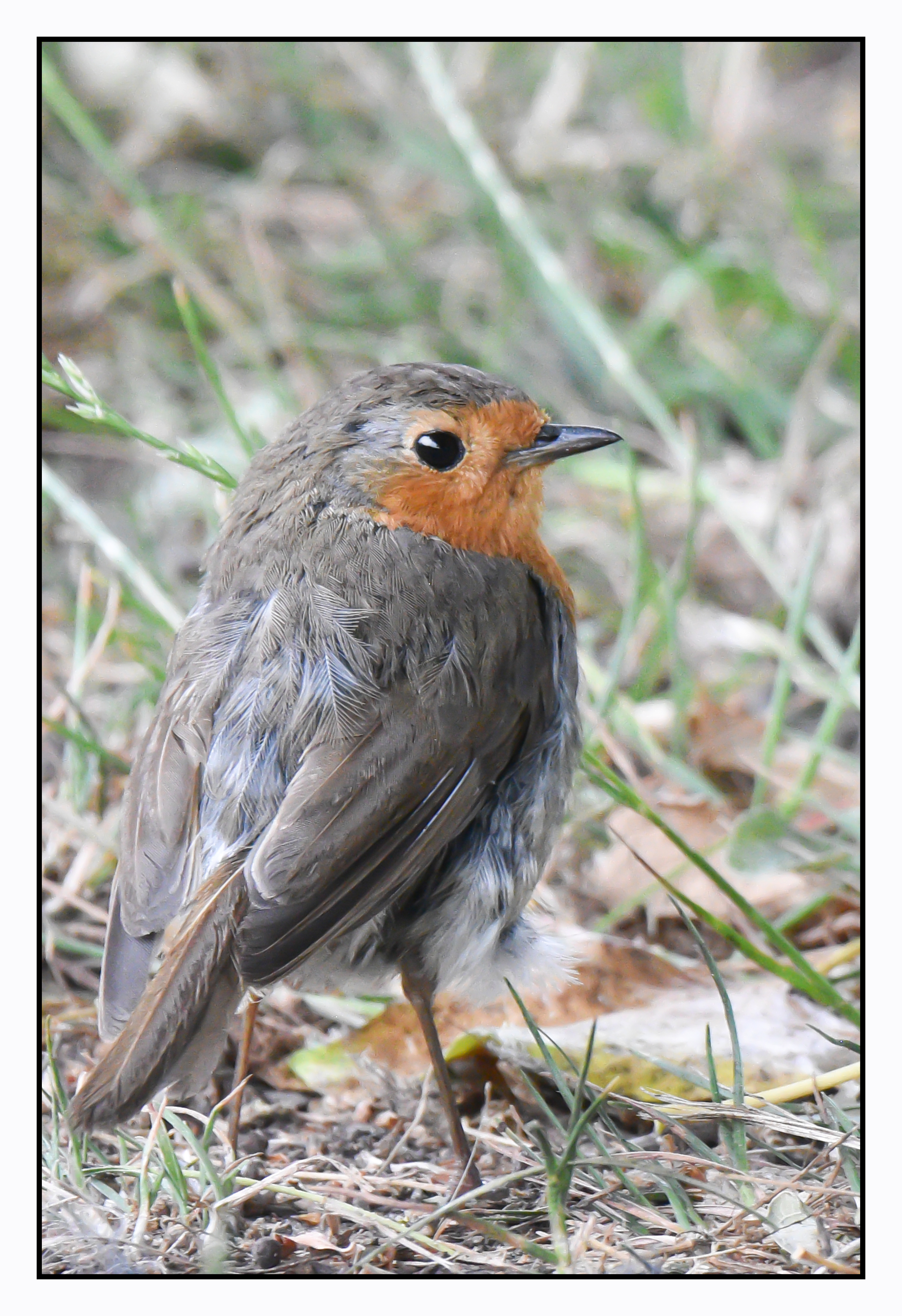 Photo of a robin