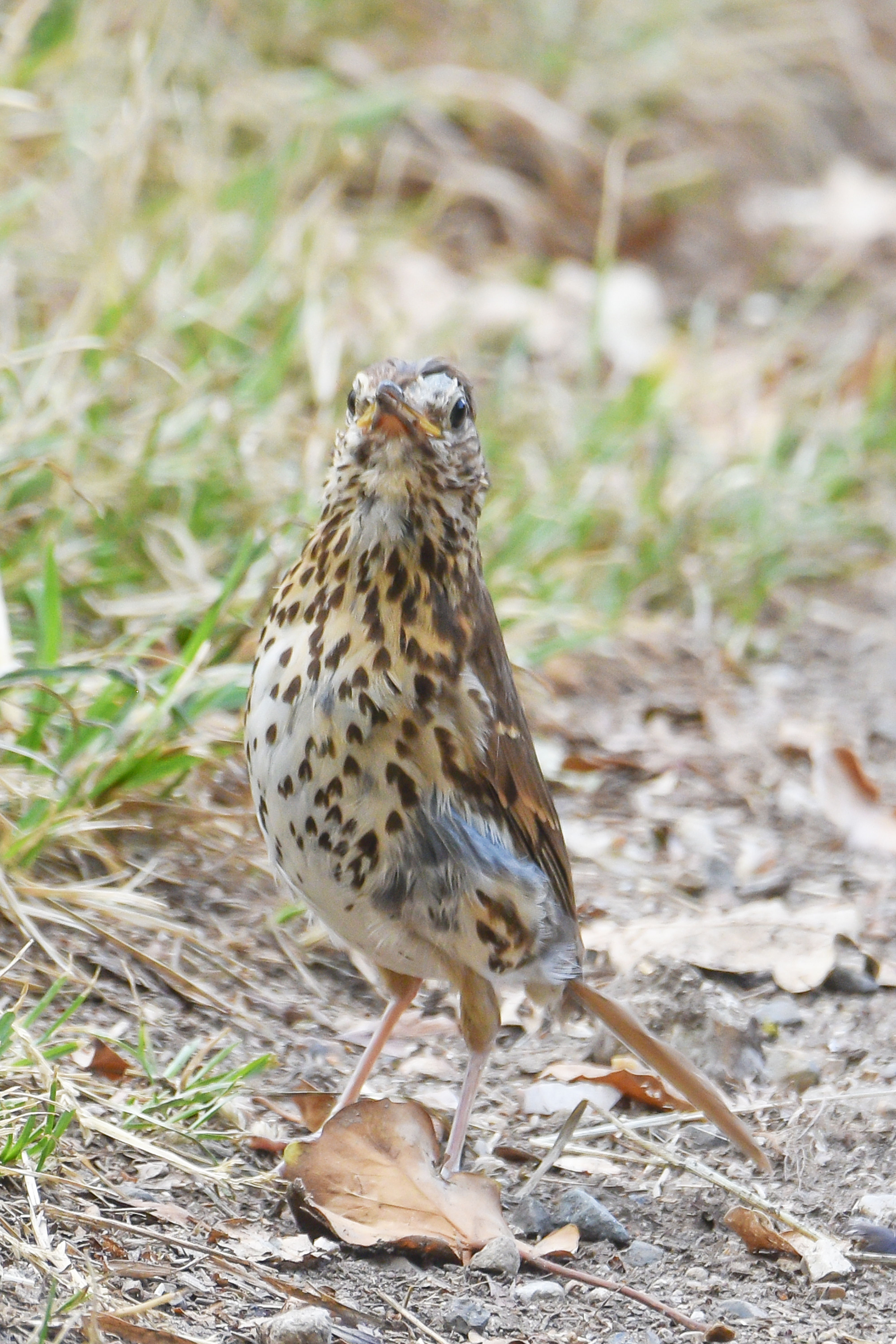Photo of a fieldfare