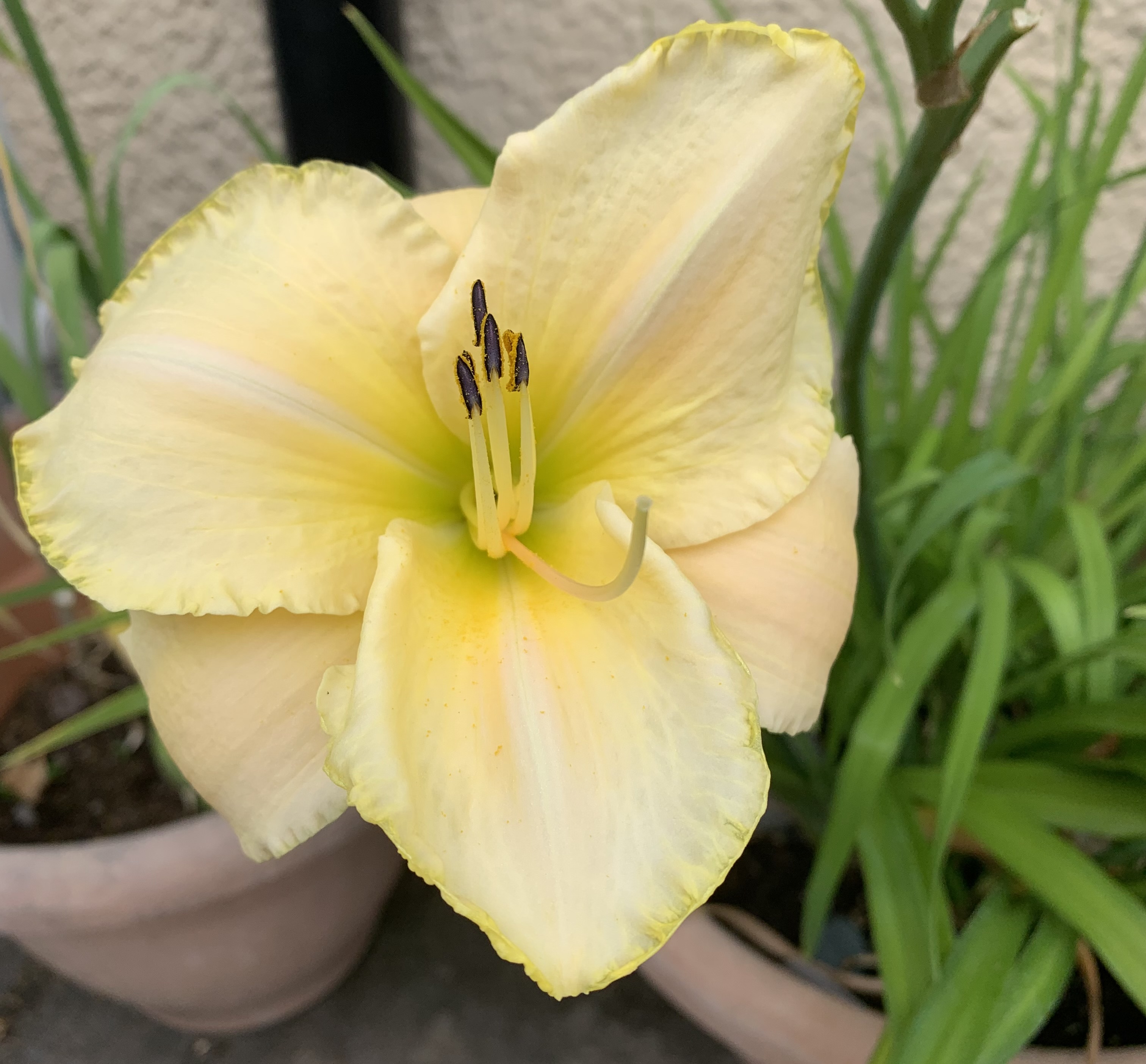 Photo of a large, yellow flower