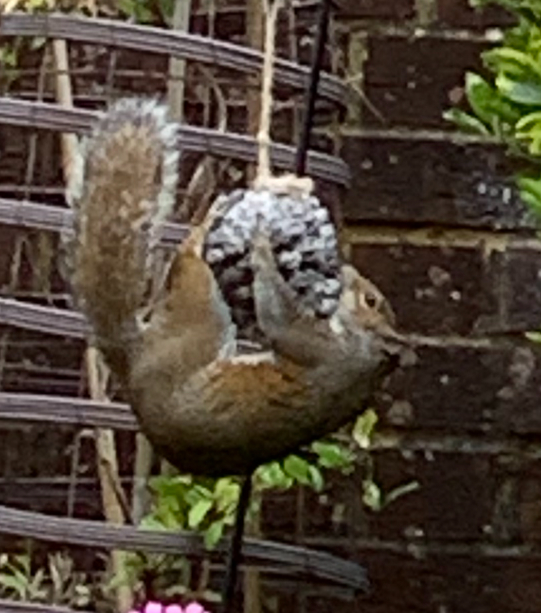 Photo of a squirrel swinging on a bird feeder