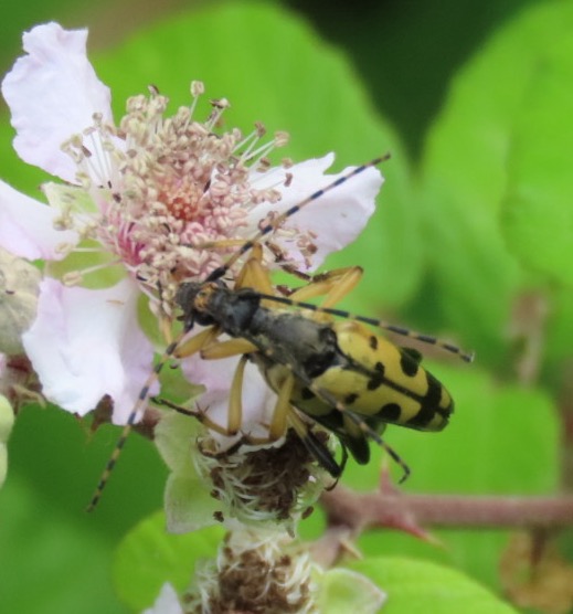 Photo of a longhorn beetle