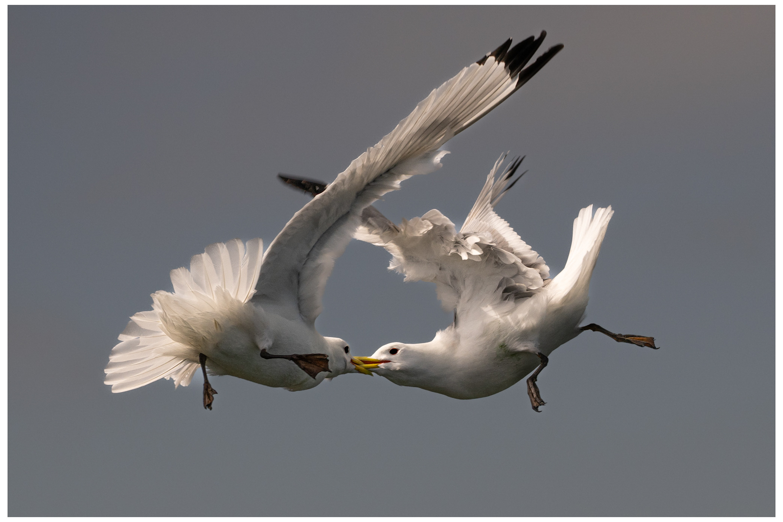 Photo of two kittiwakes fighting in flight