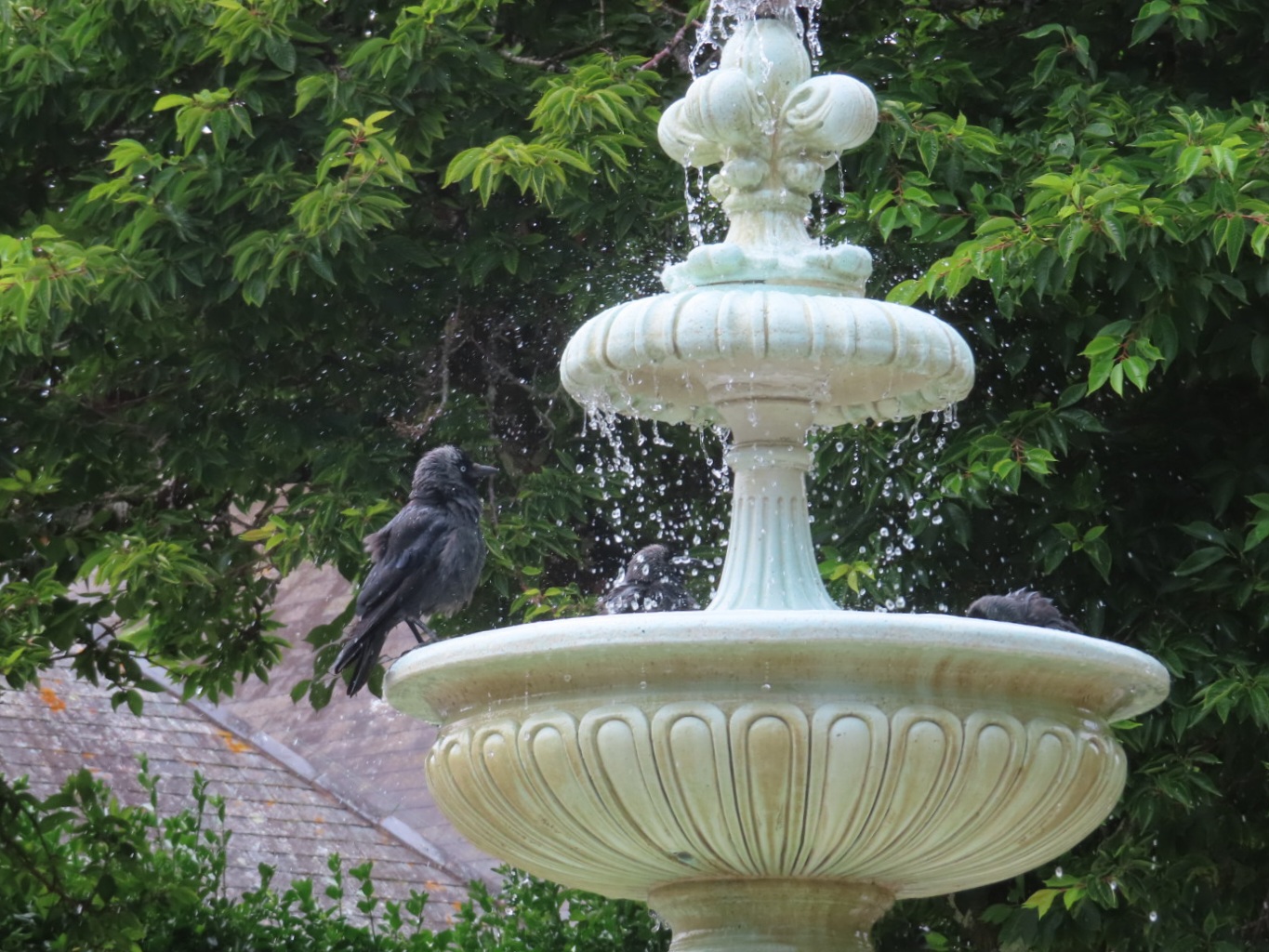 Photo of a Jackdaw on a fountain