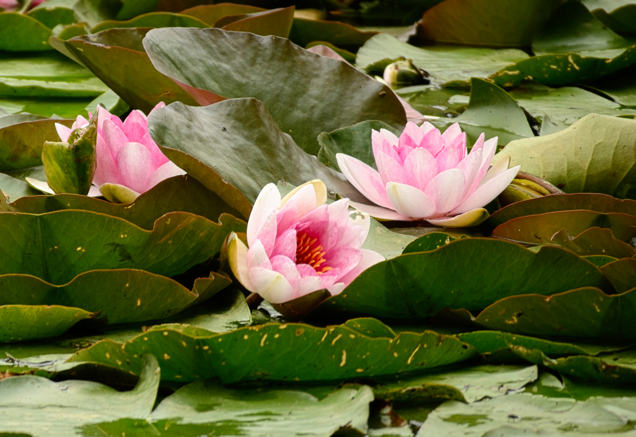 Photo of pink water lilies
