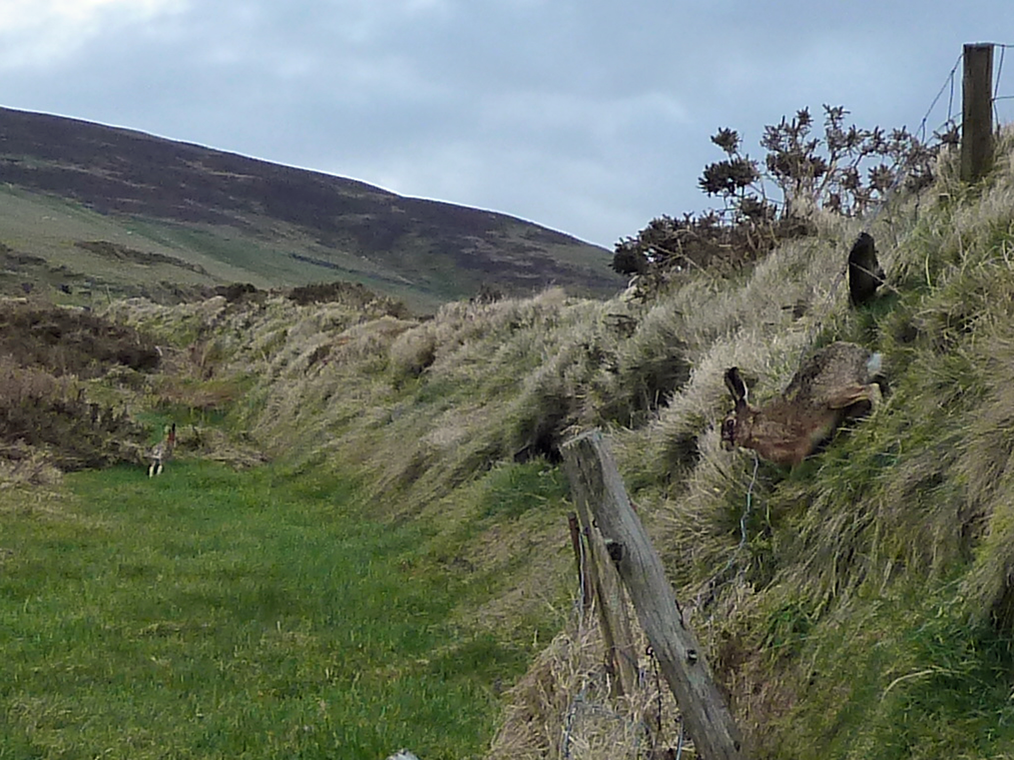 Photo of two hares