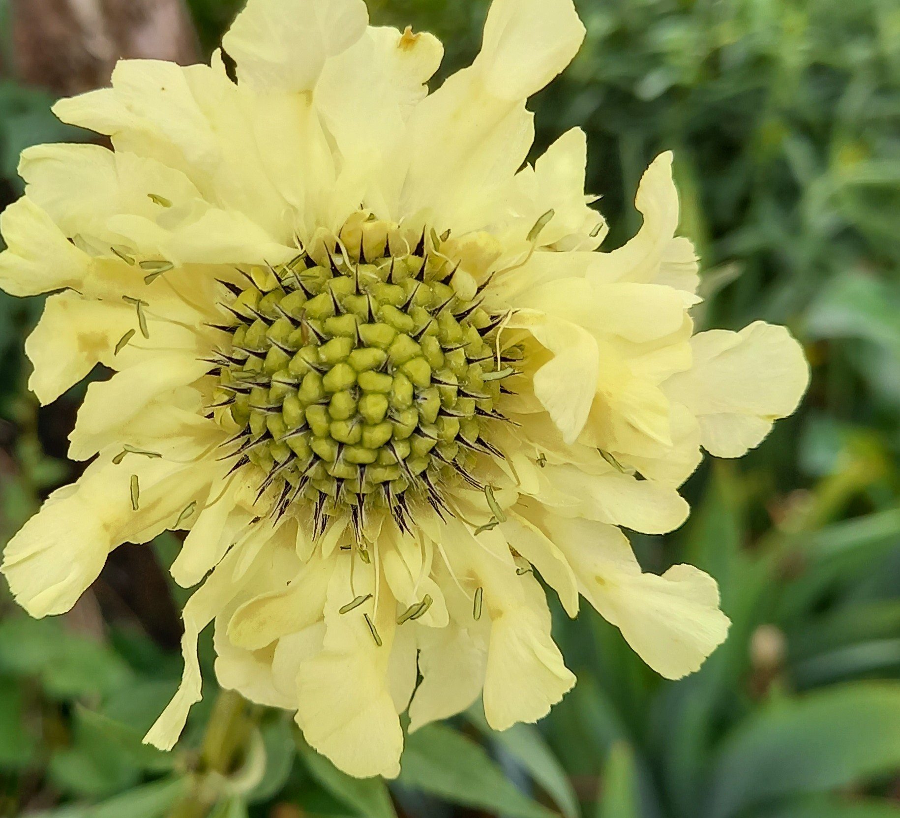 Photo of a scabious flower