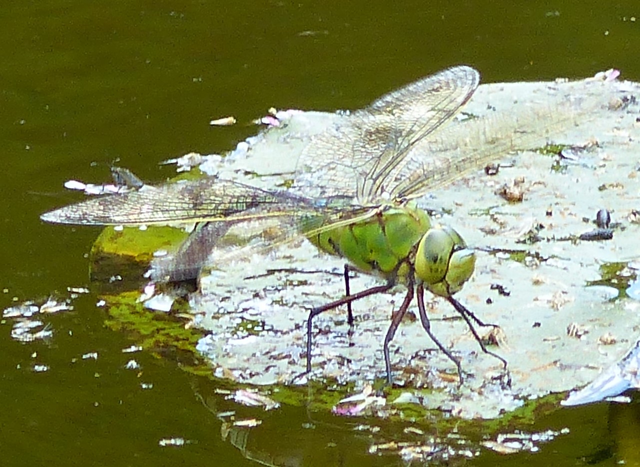Photo of a dragonfly on a lilypad