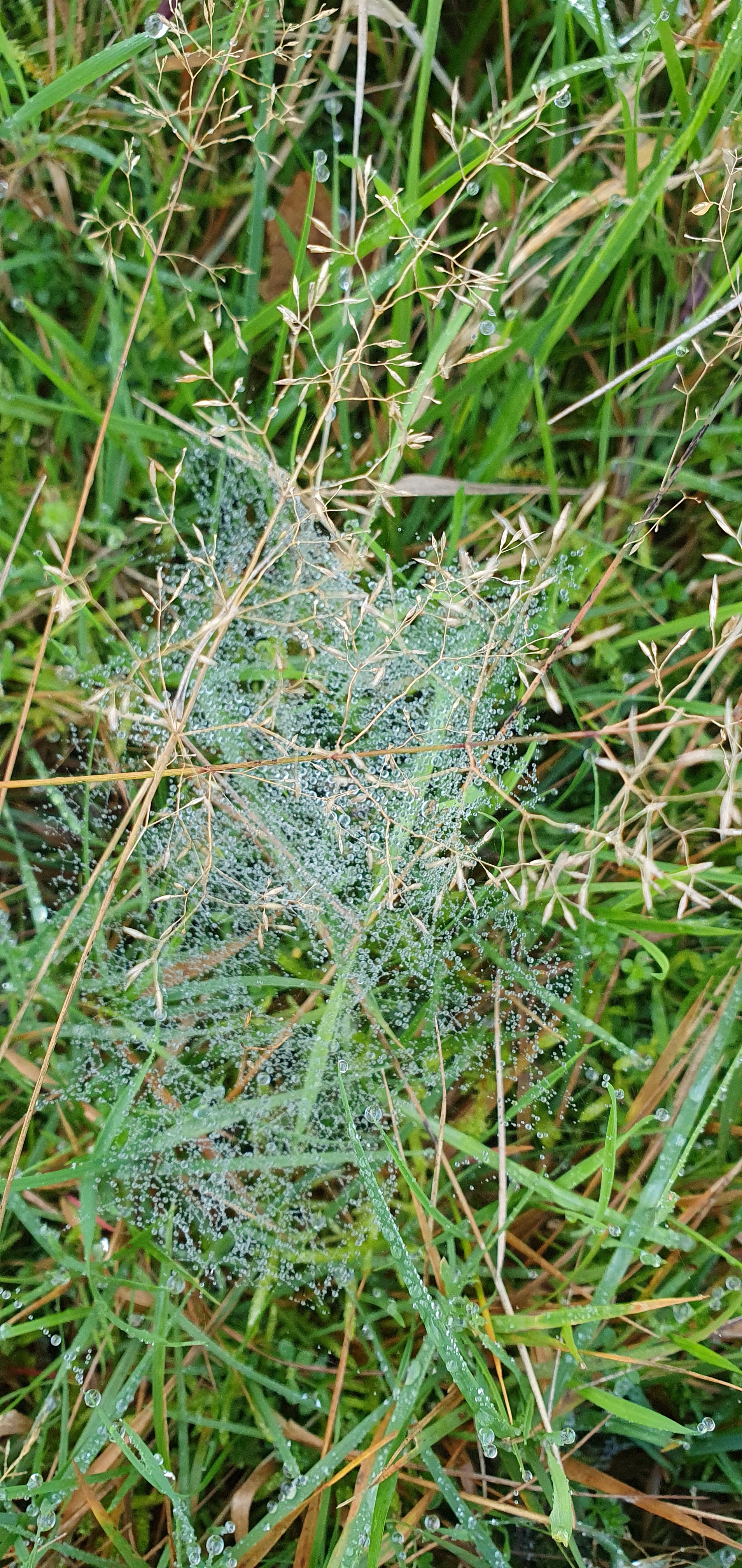 Photo of damp web in grass