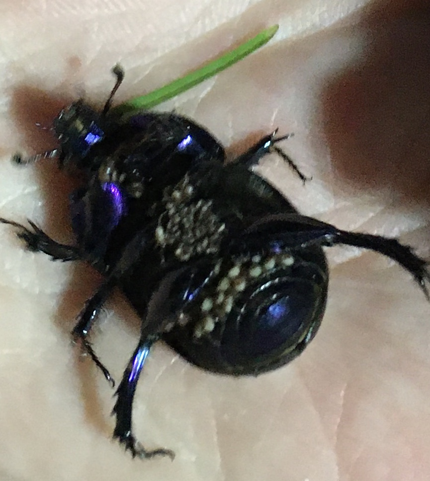 Photo of a large beetle
