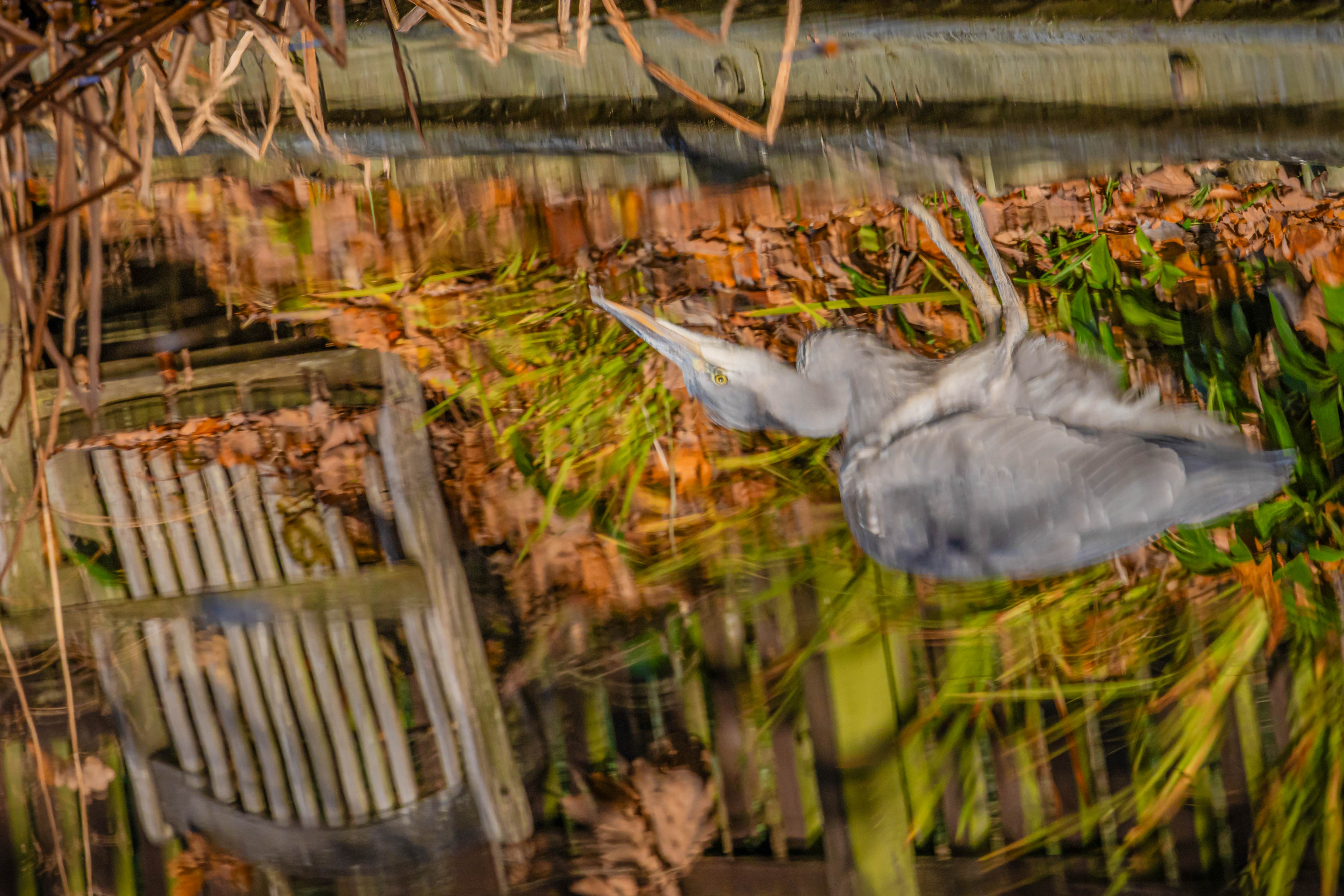 Photo of a reflection of a grey heron