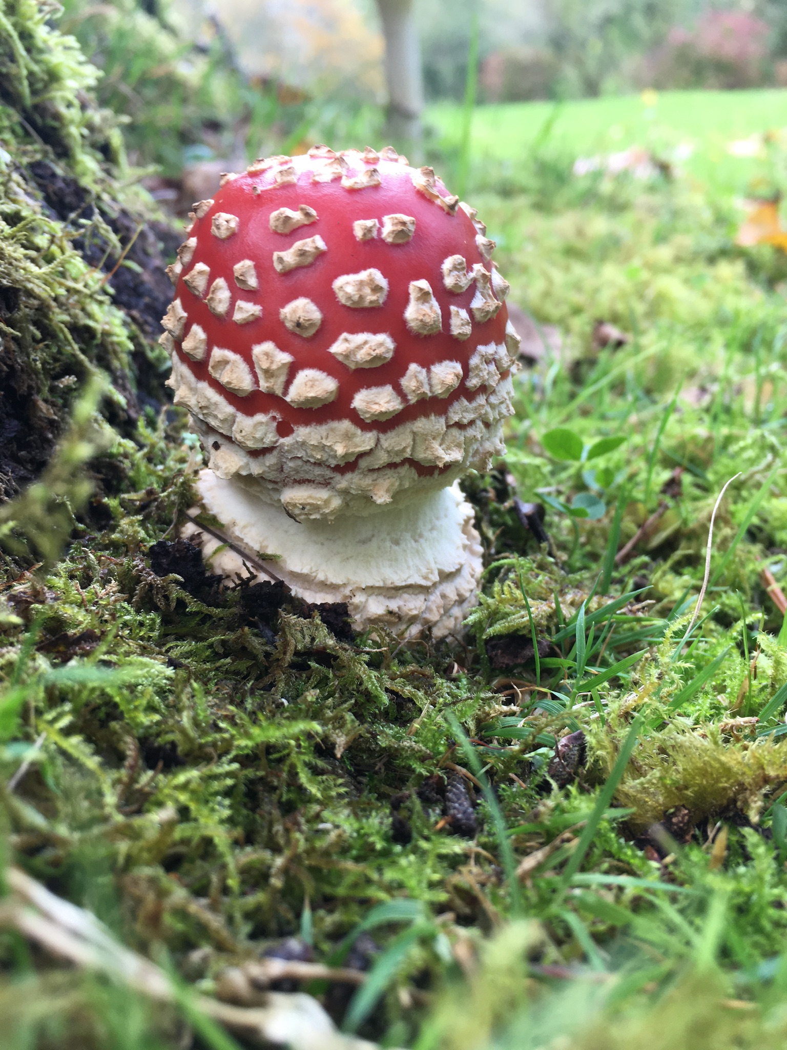 Photo of a red and white toadstool