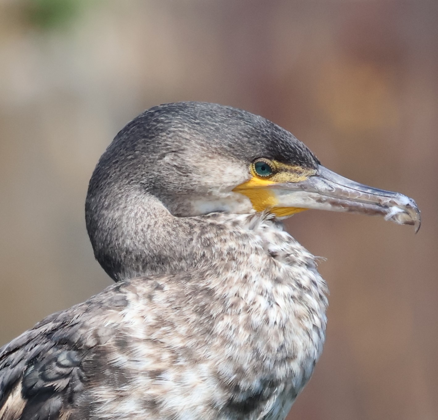 Photo of a cormorant