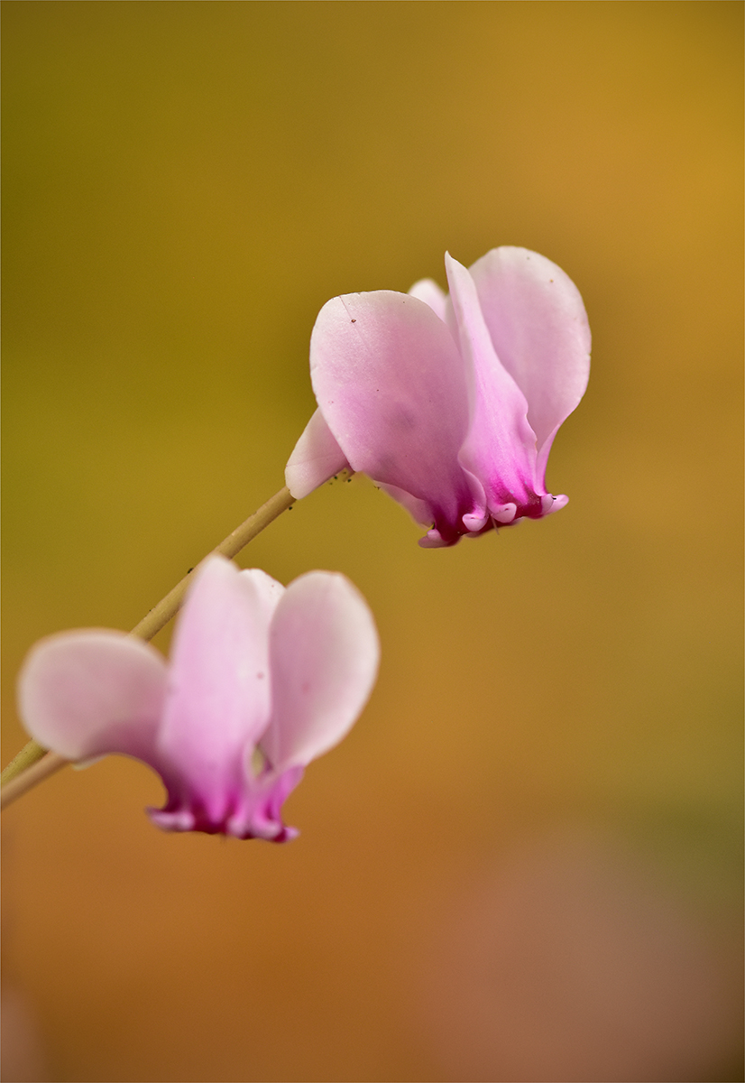 Photo of cyclamen