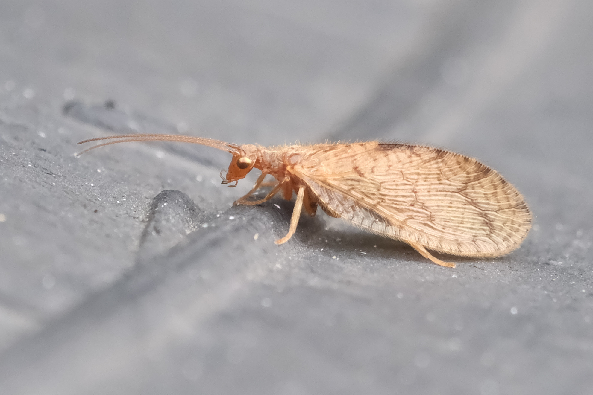 Photo of a brown lacewing