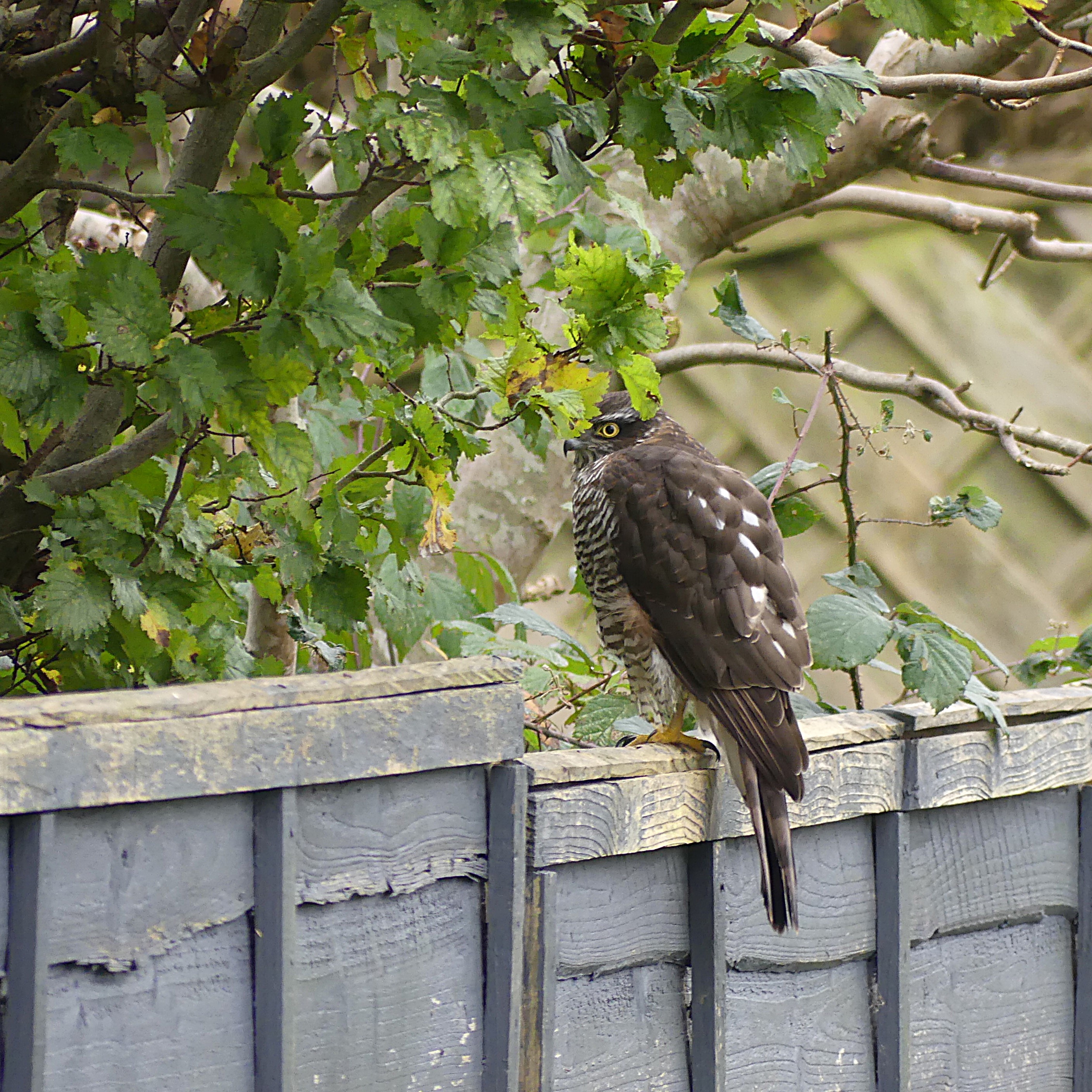 Photo of a sparrowhawk