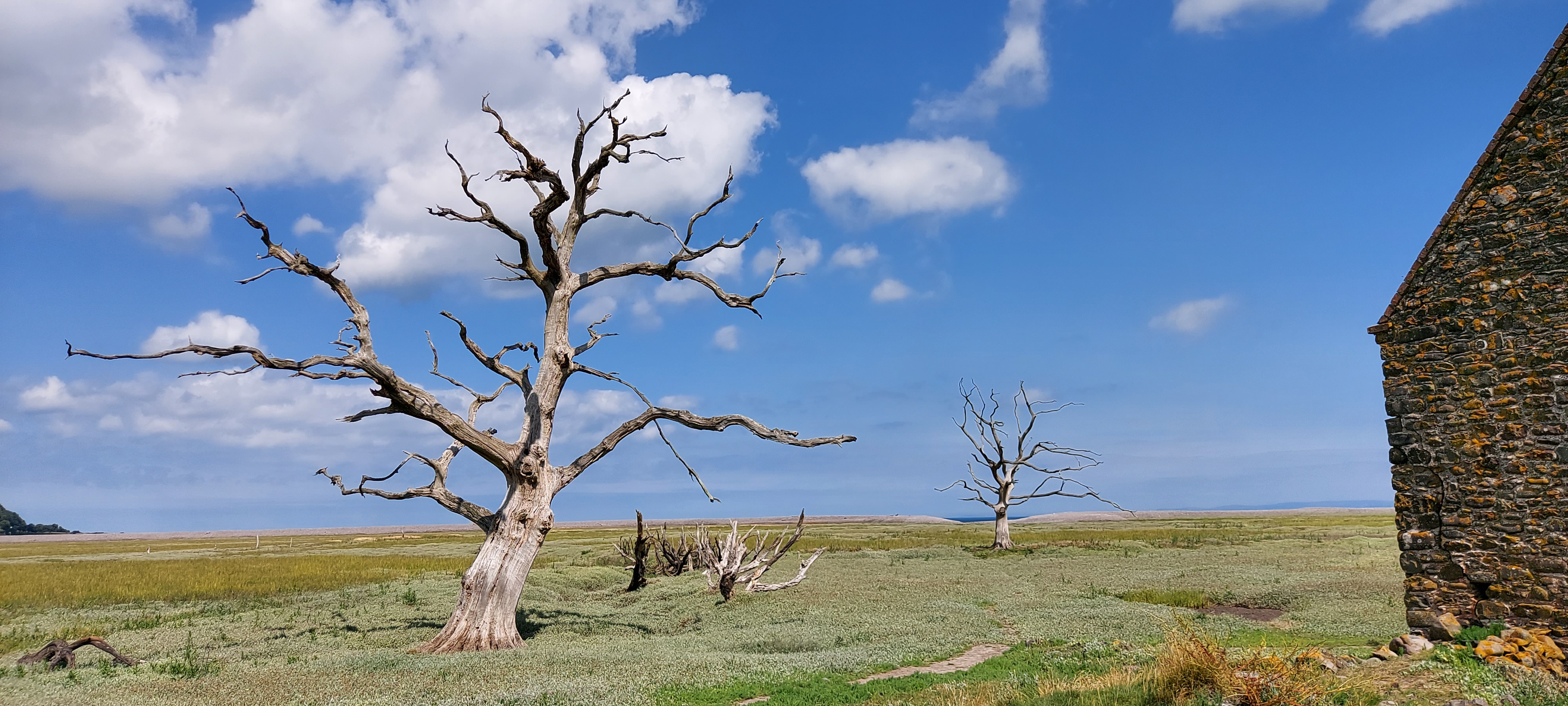 Photo of a windswept landscape