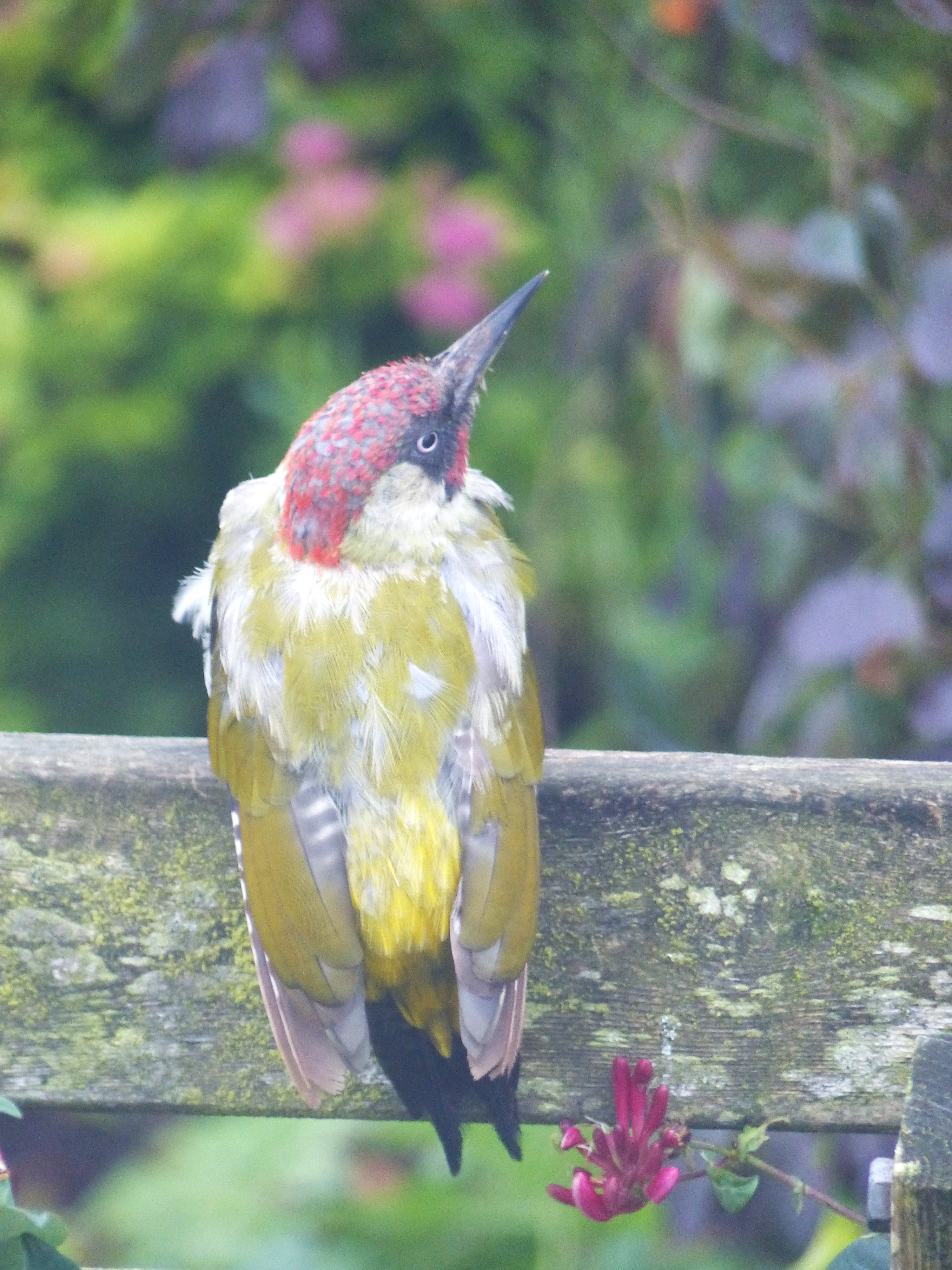 Photo of a green woodpecker moulting