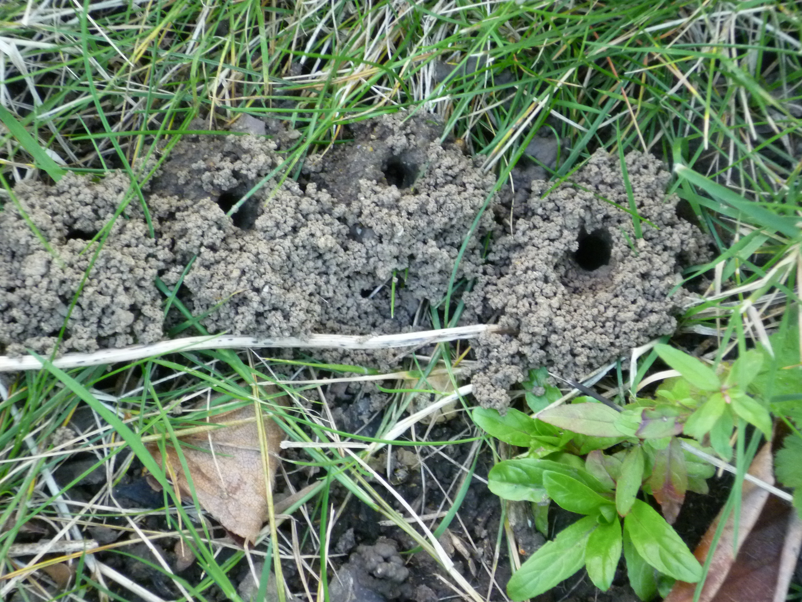 Photo of soil excavated by bees.