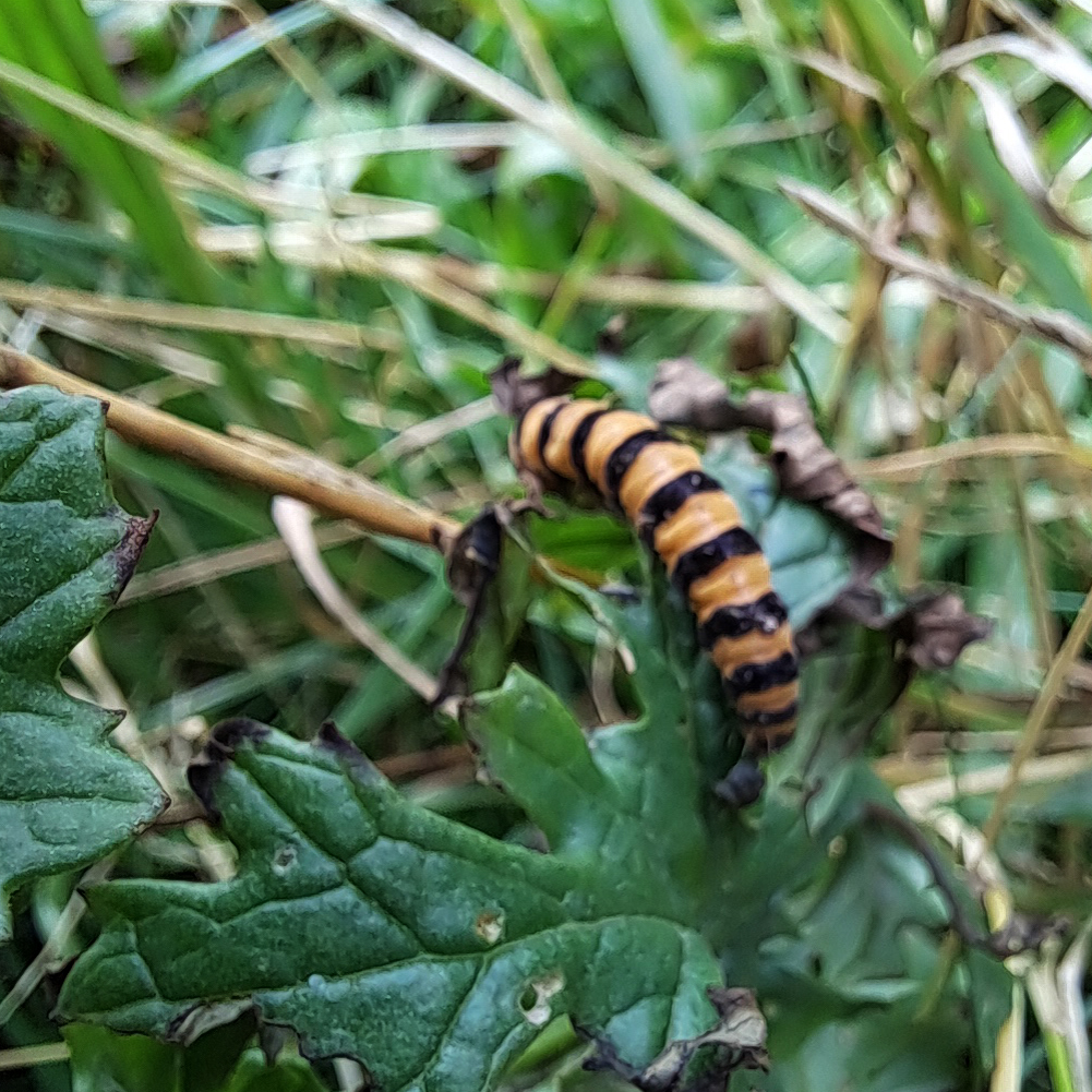 Close up photo of cinnabar moth caterpillar