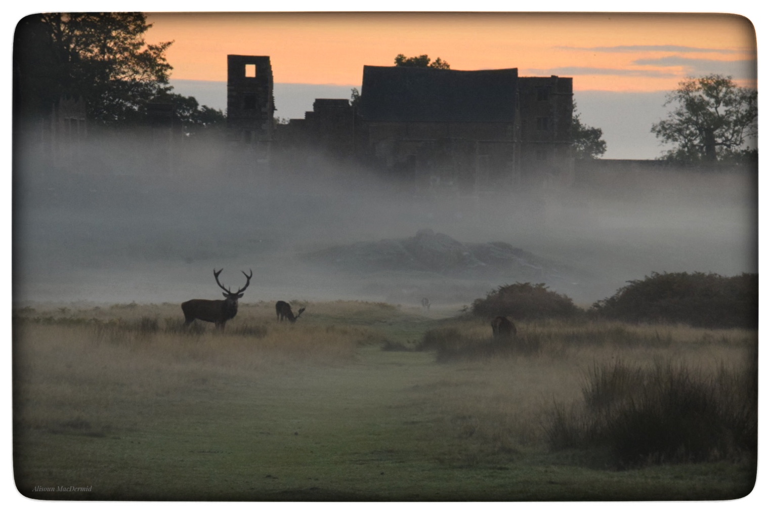 Photo of a stag and ruins in the mist