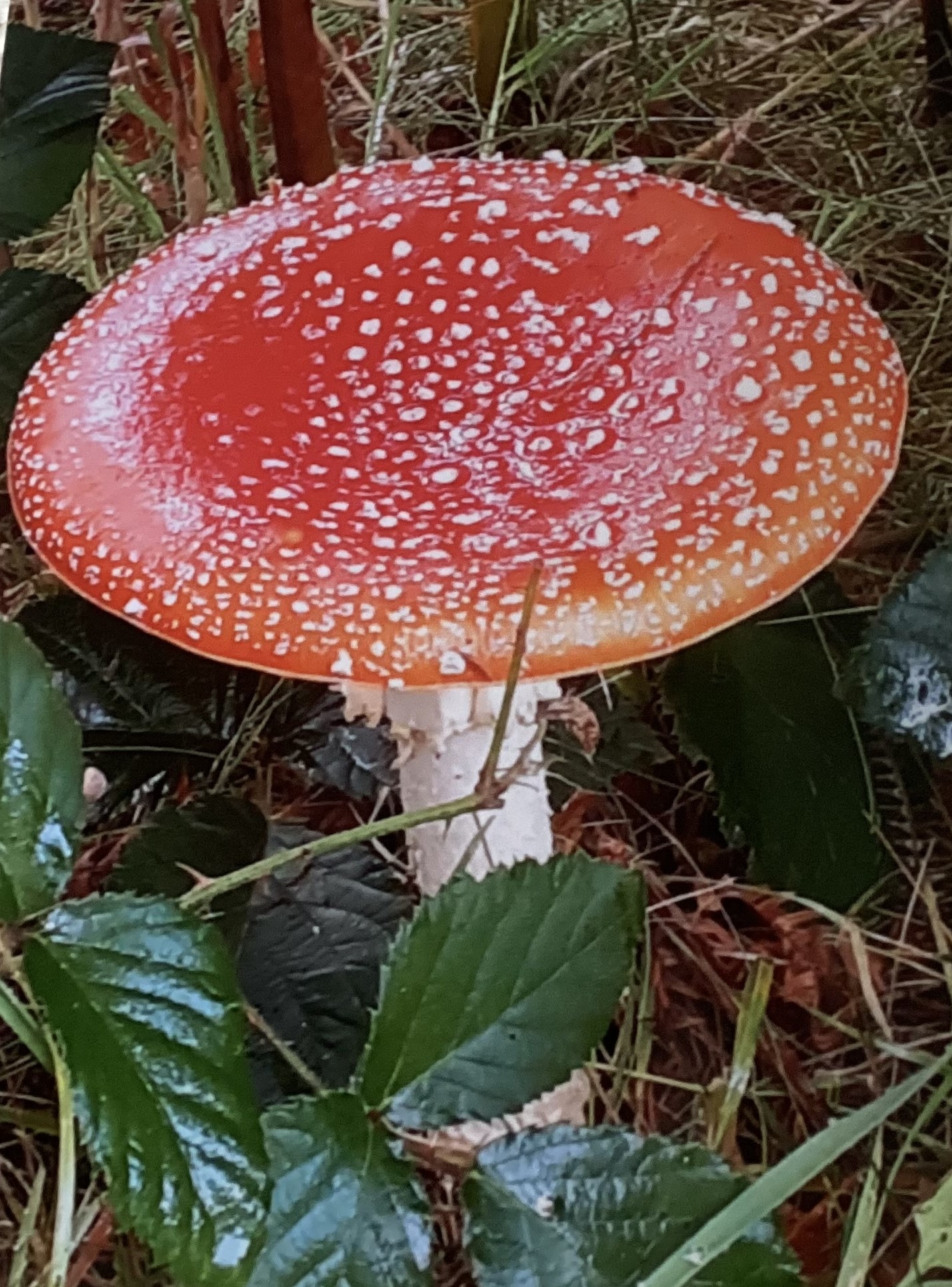 Close up photo of a fly agaric toadstool