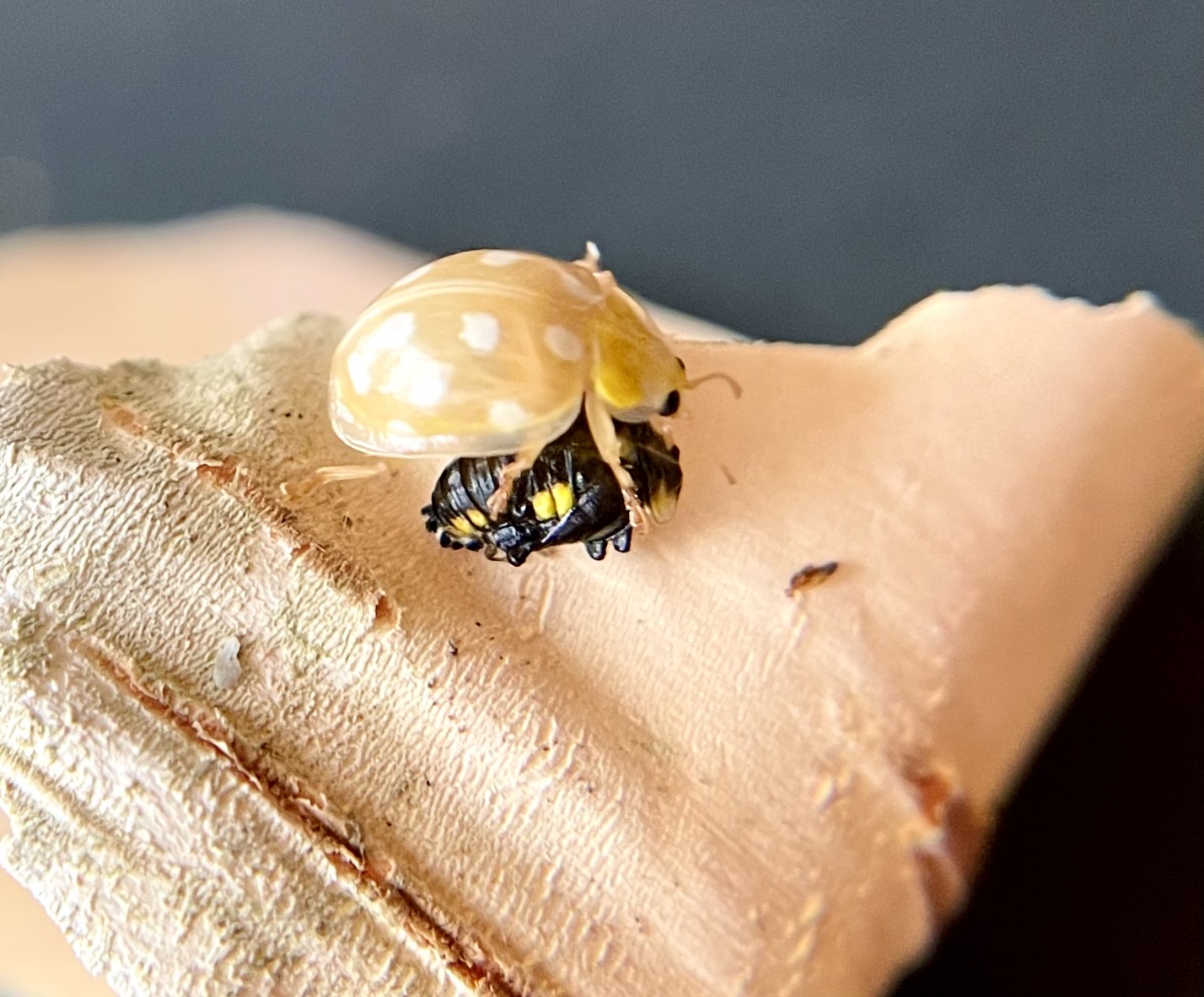 Close up photo of a newly emerged ladybird on bark
