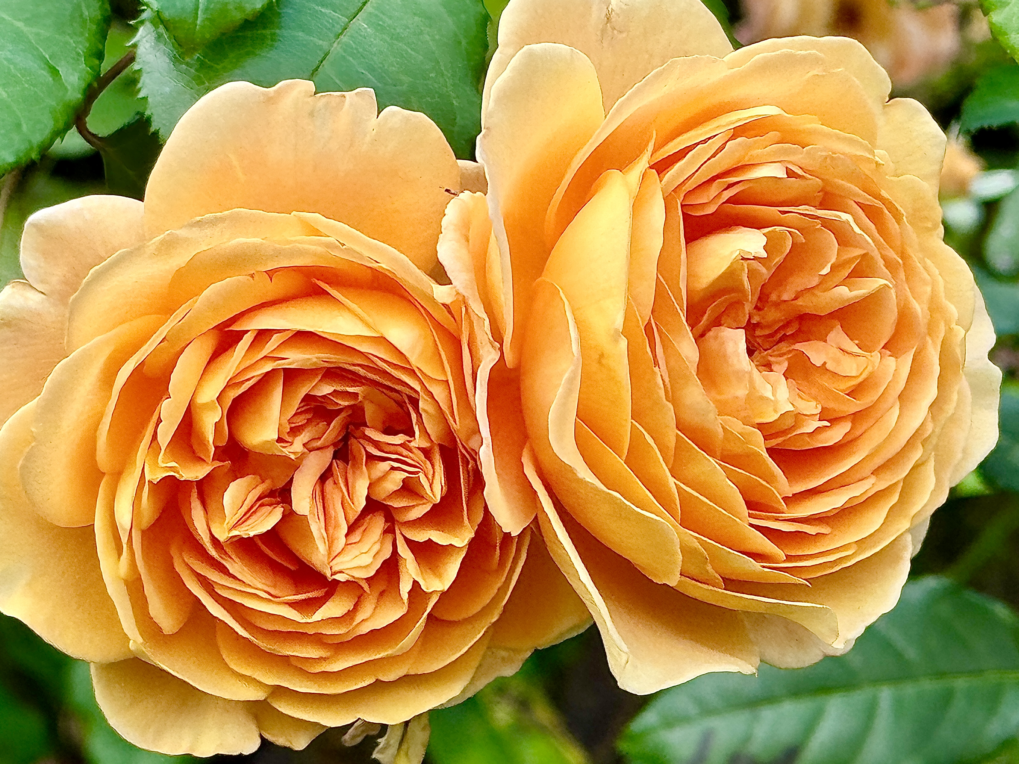 Photo of orange roses
