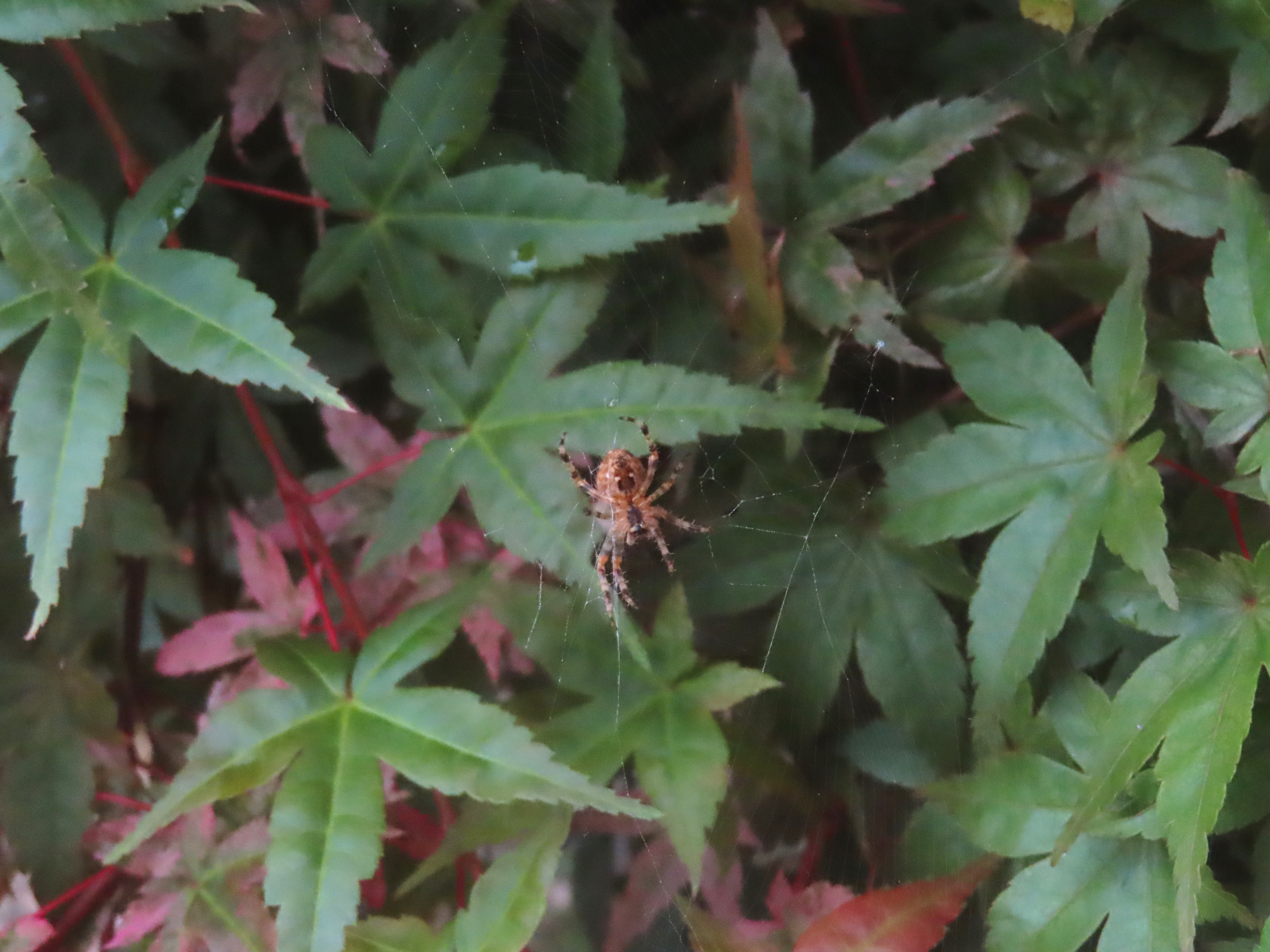 Photo of a spider in virginia creeper leaves