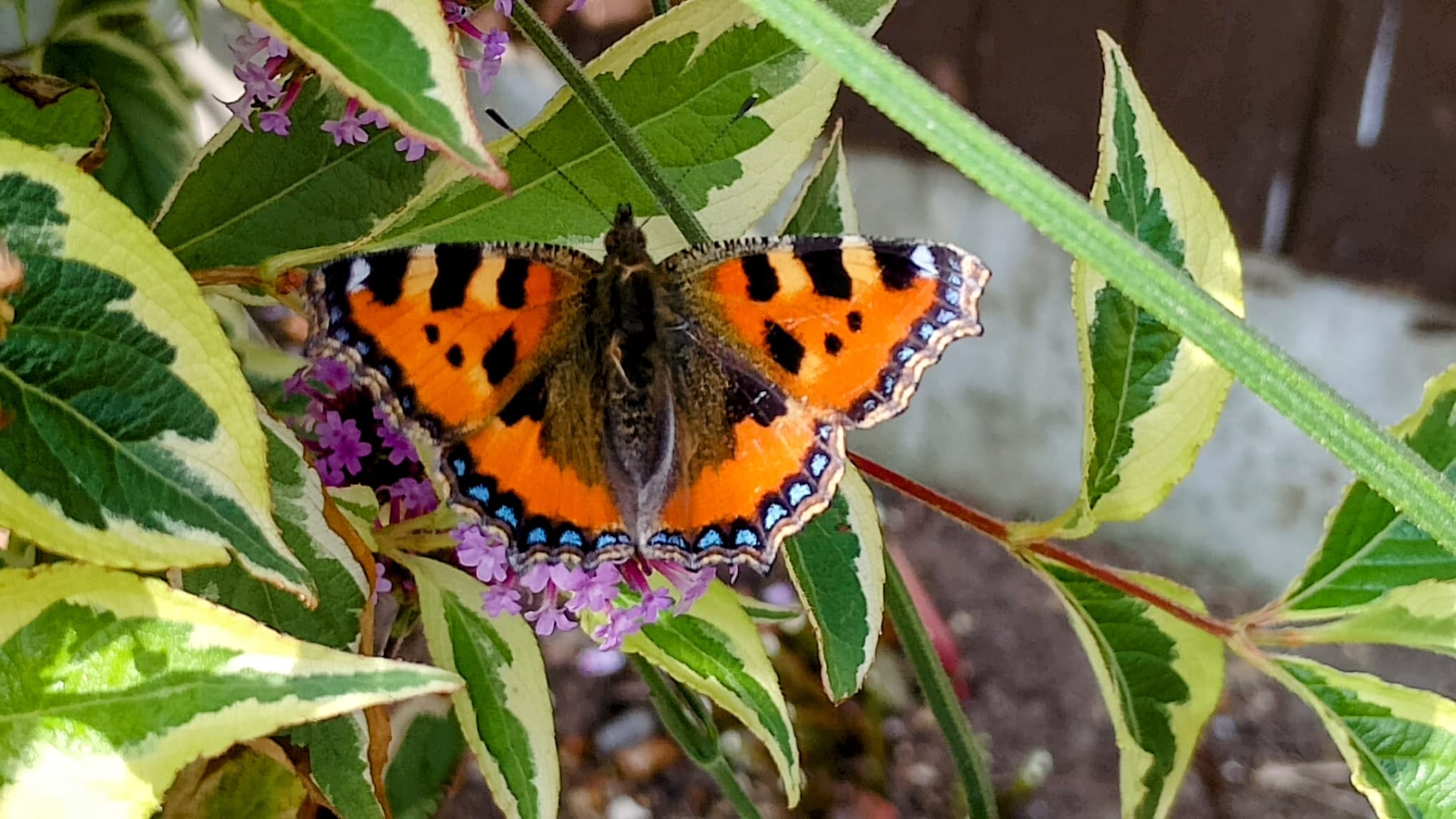 Photo of a painted lady butterfly