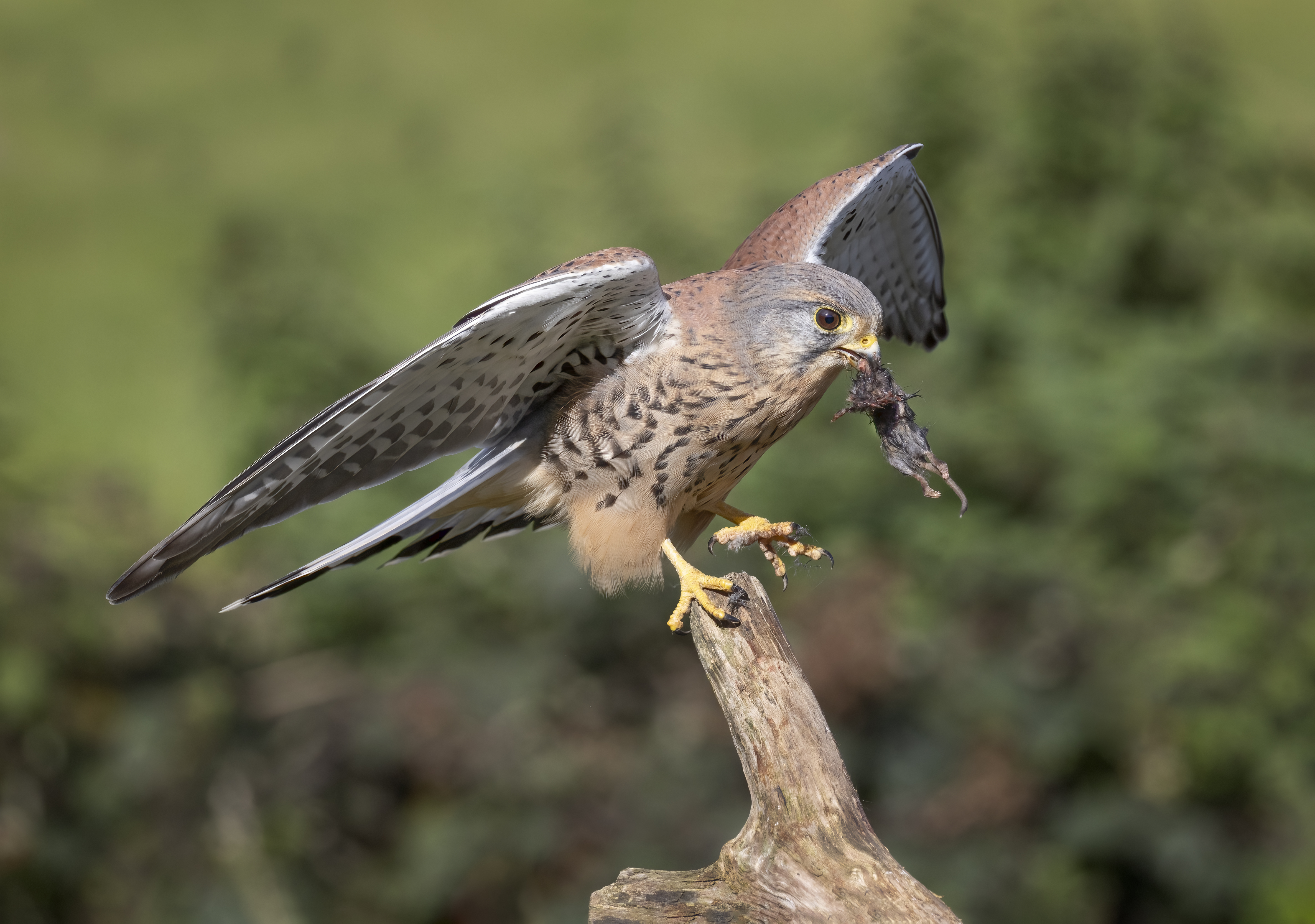 Photo of a kestrel with prey