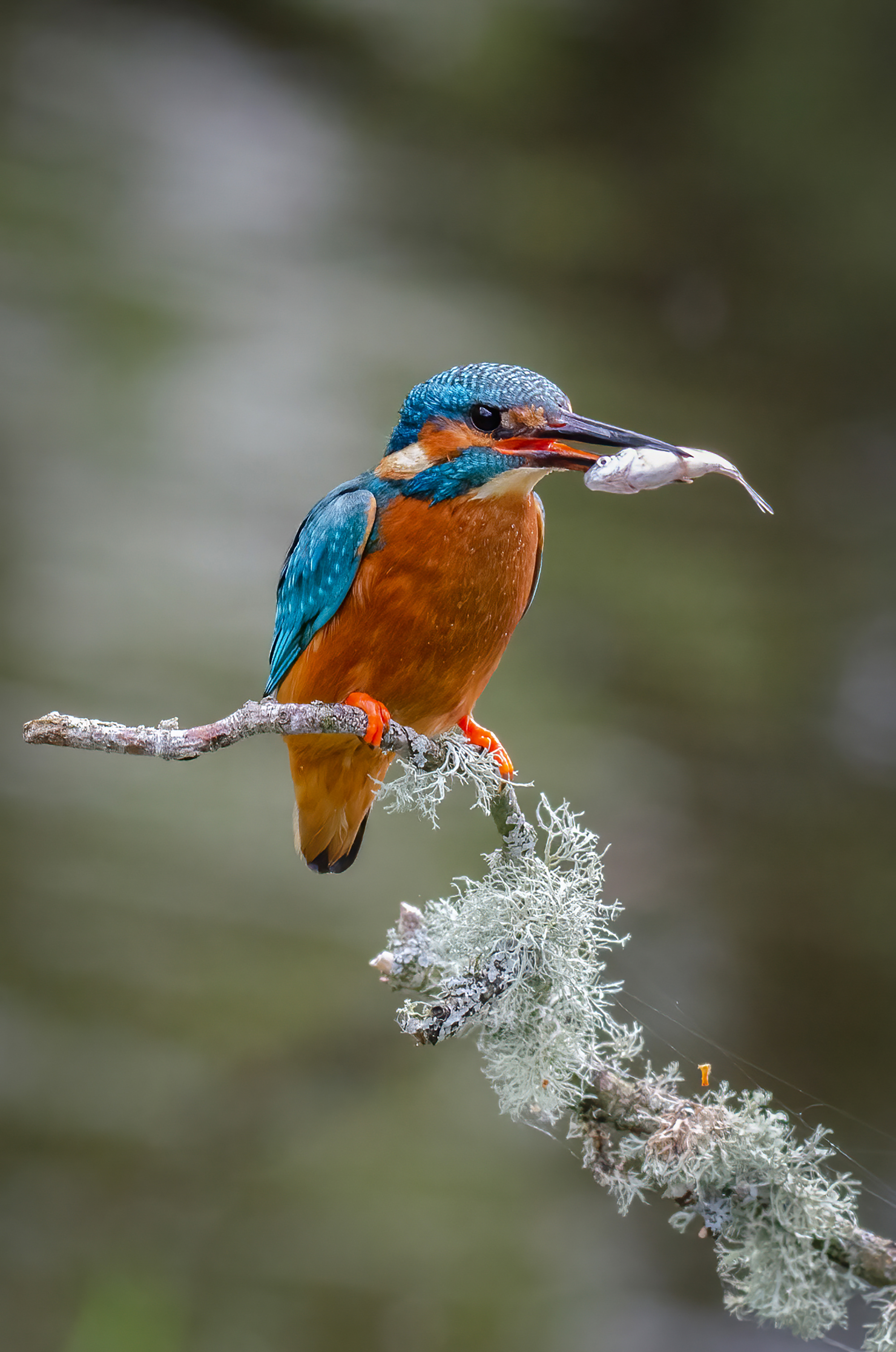 Photo of a kingfisher with prey
