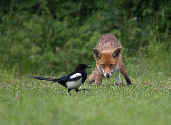 fox ready to pounce on bird