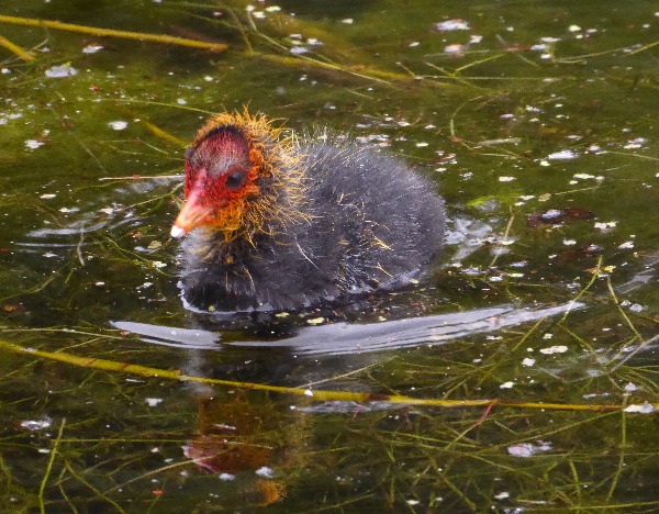 Small duck on water red head