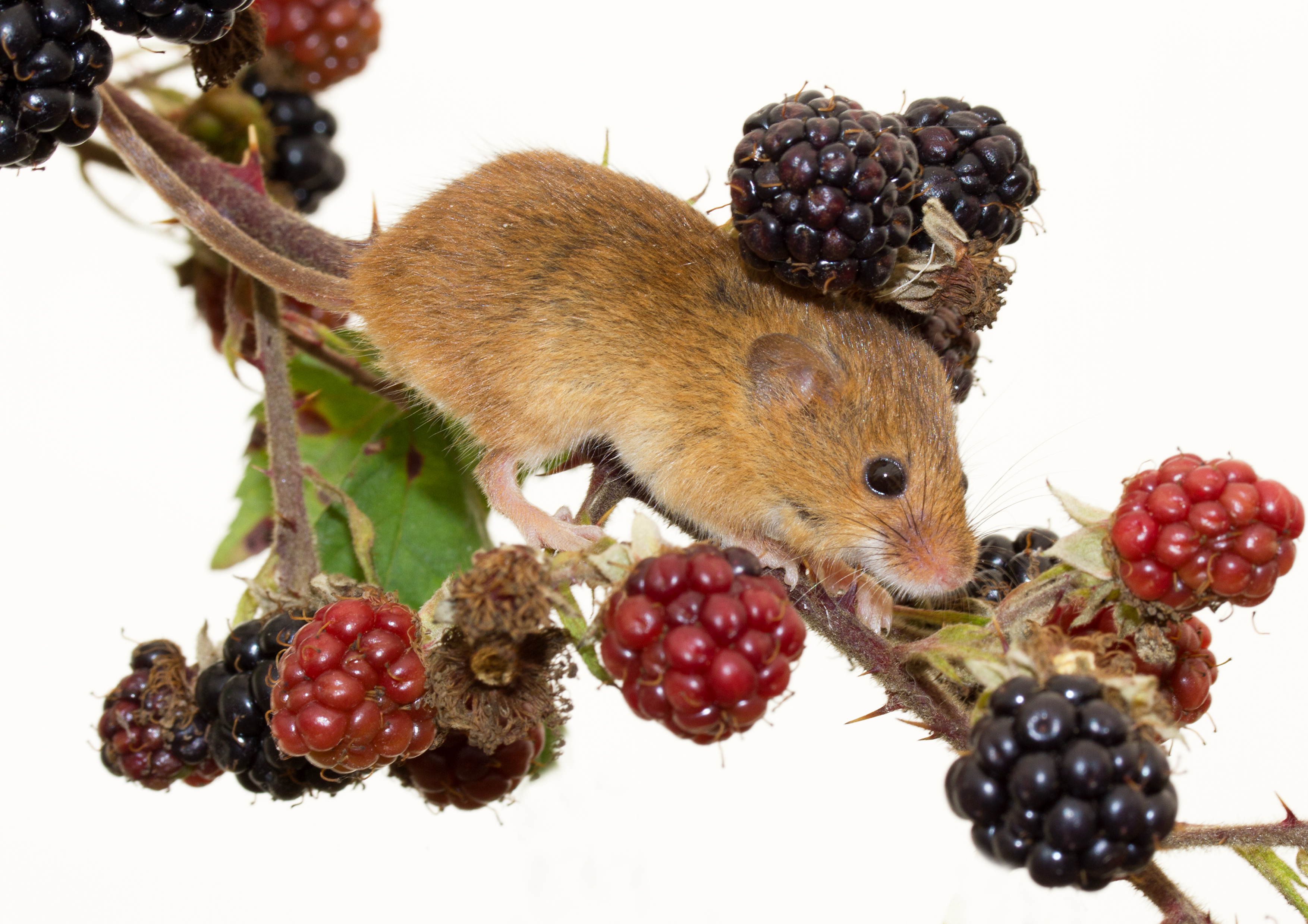 Photo of a mouse climbing down a bramble sprig