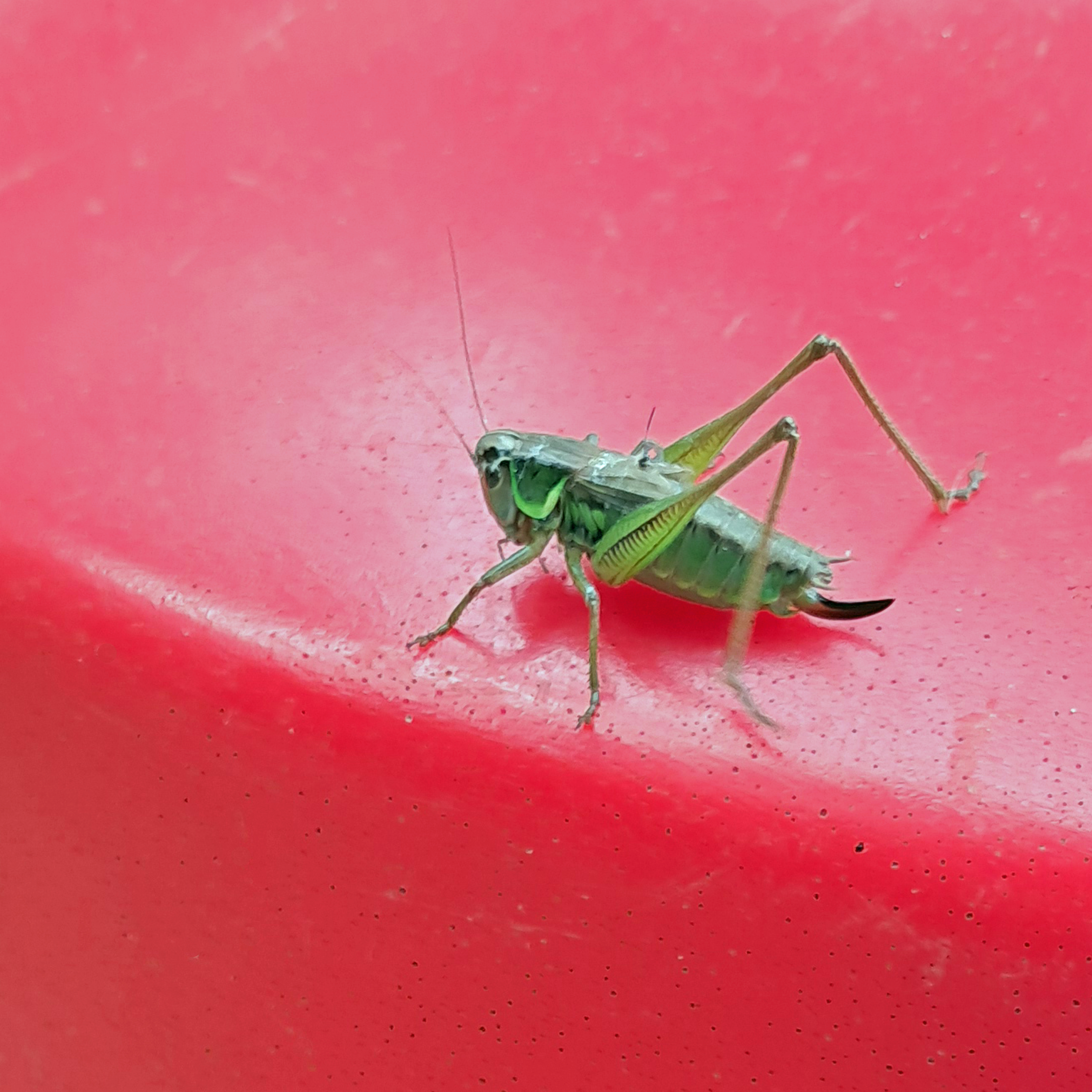 Close up photo of a grasshopper on a shiny red surface