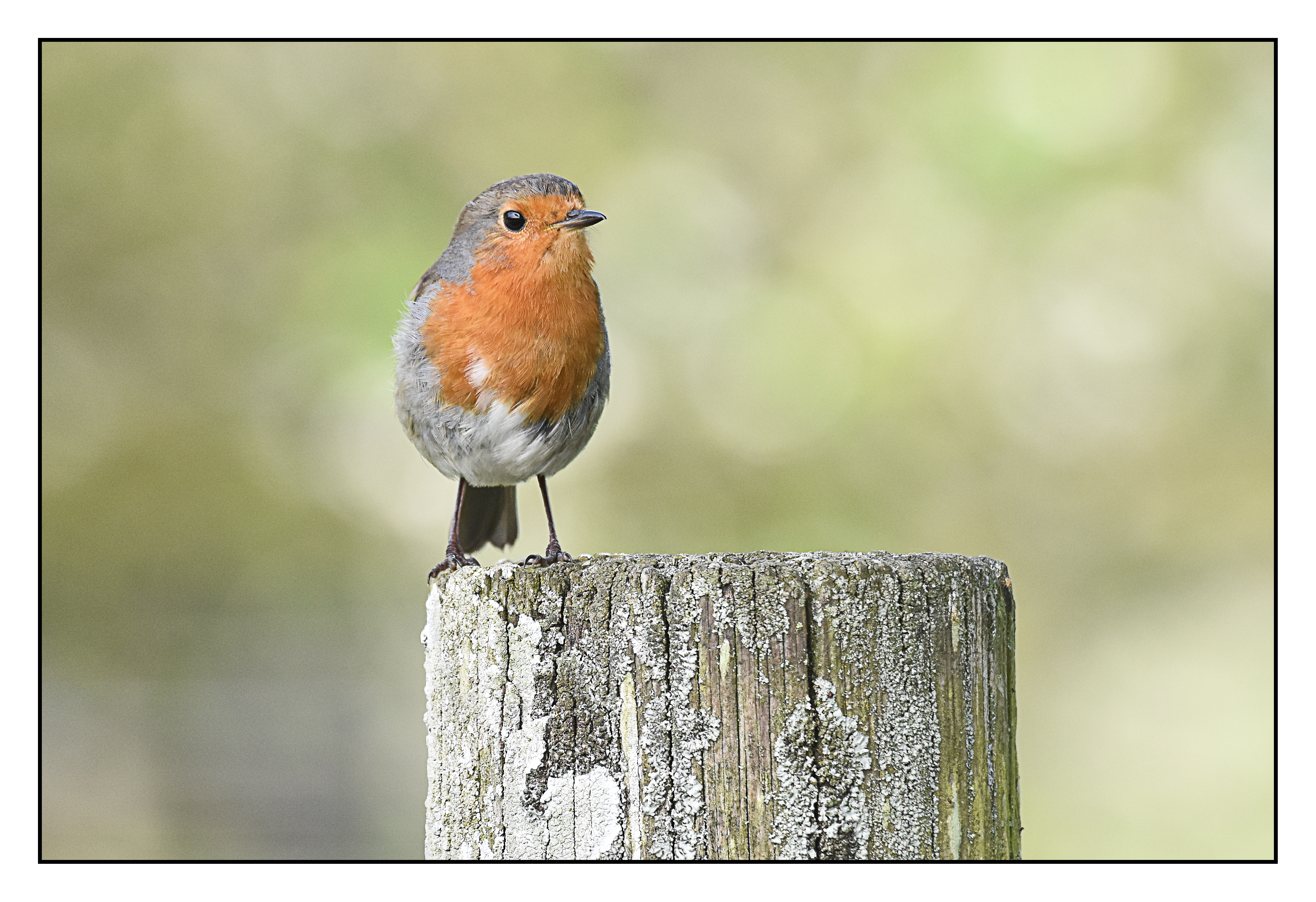 A photo of a robin sat on a wooden post
