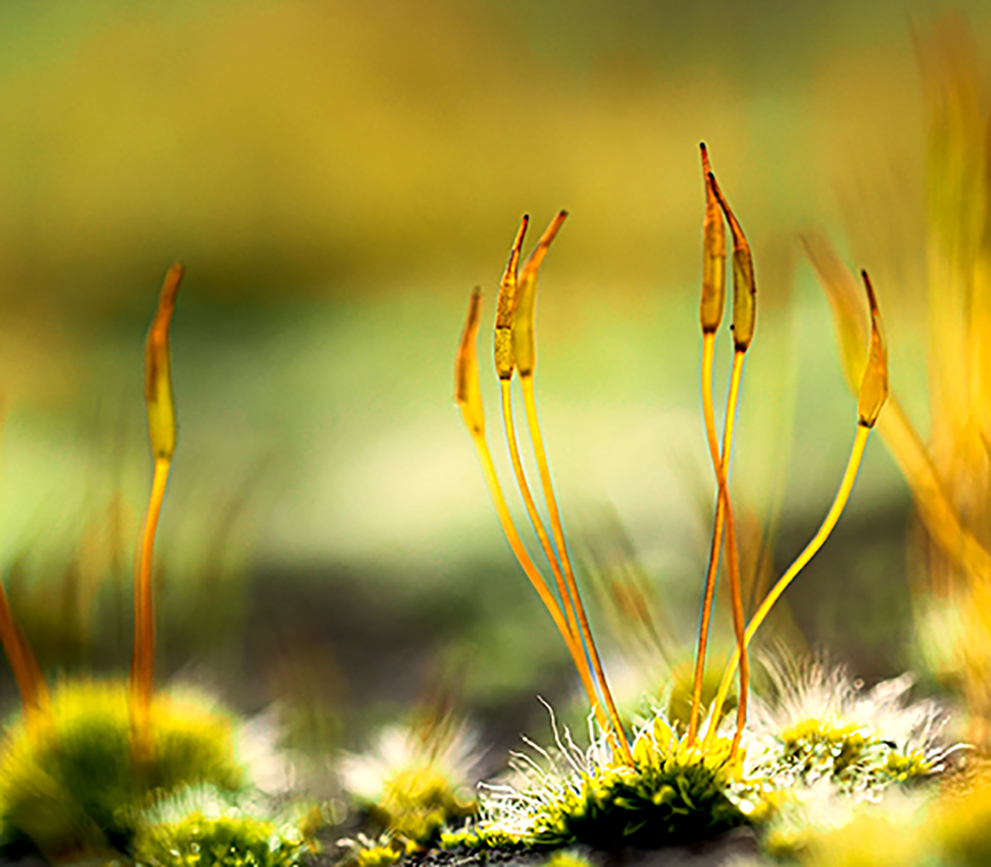 Close up photo of sunlight on moss