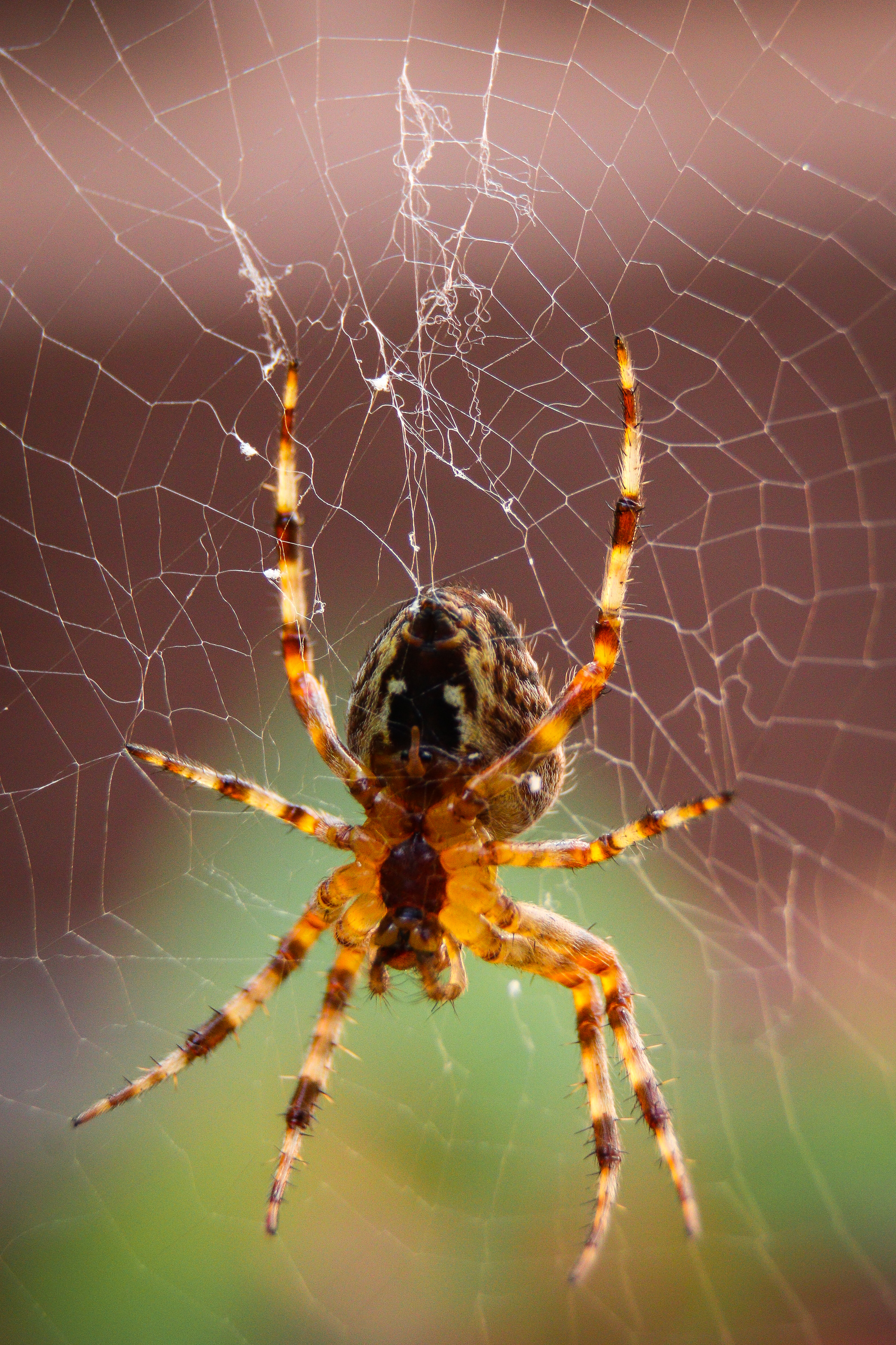 Close up of garden spider on a web