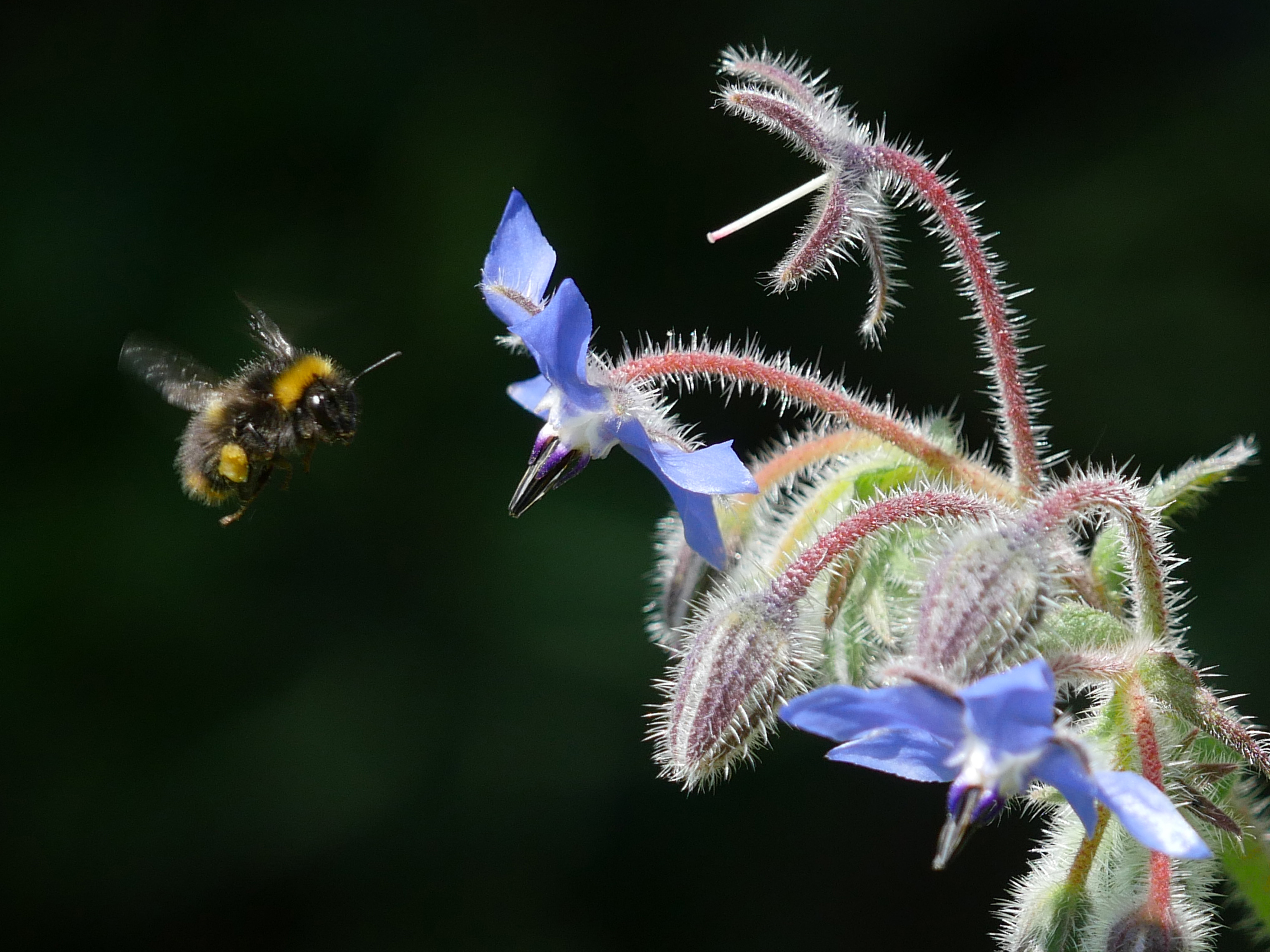 A photo of a bee in mid flight visiting a borage flower