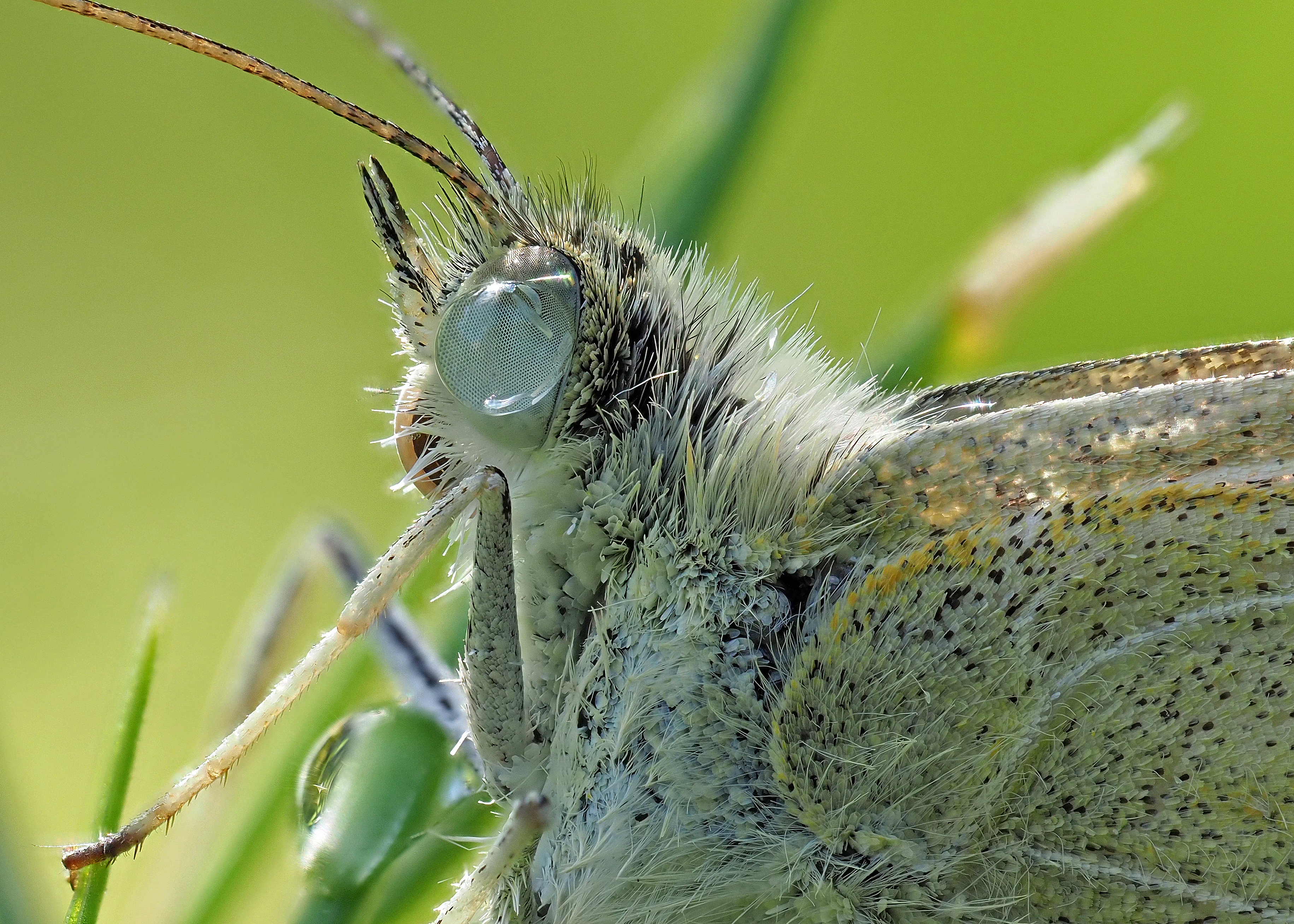 Close up photo of a drop of water on a butterfly's eye