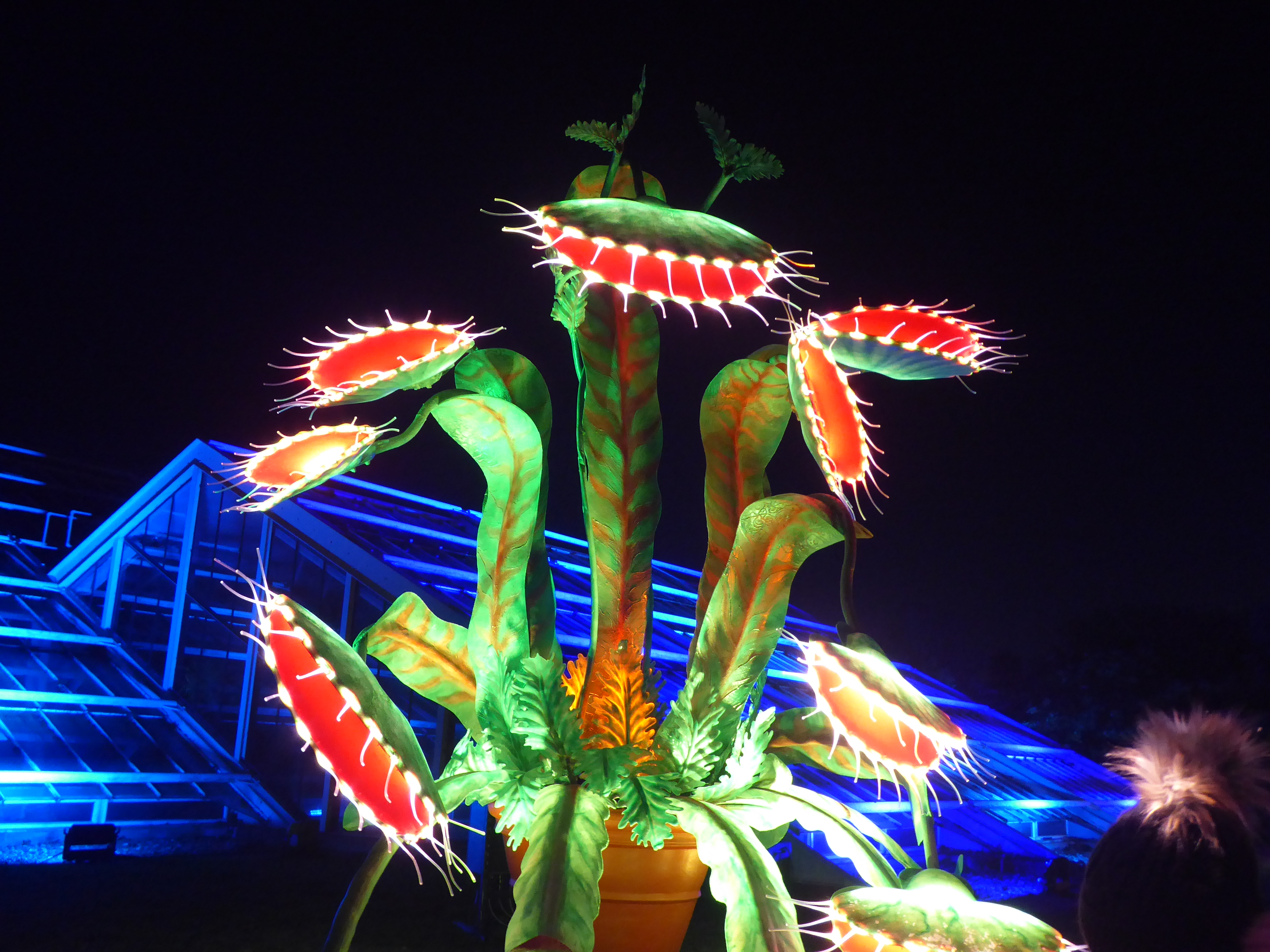 Photo of an illuminated Venus fly trap plant in a Christmas light display